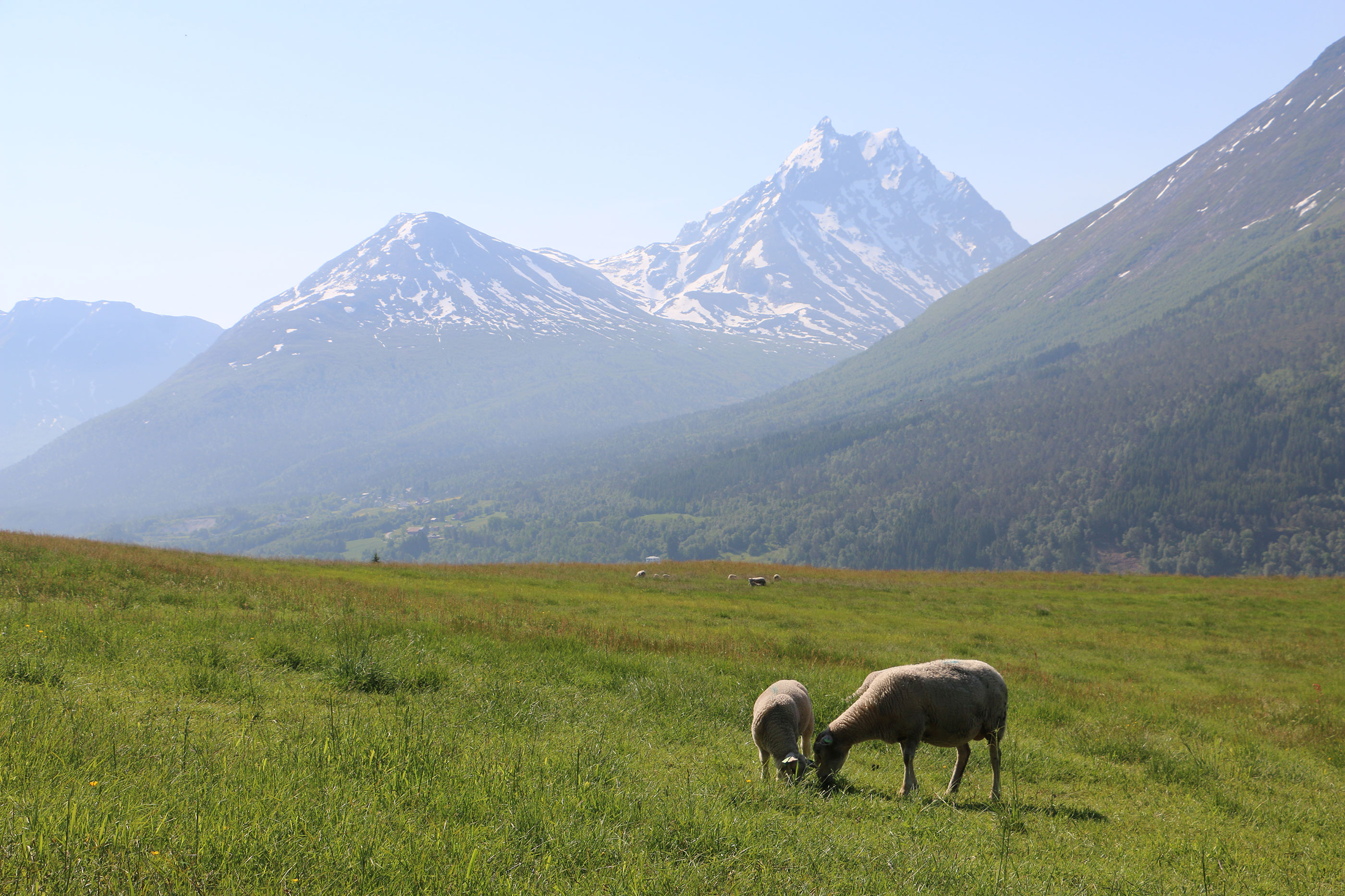 Sauer beiter på ei grøn mark med snøkledde fjelltoppar i bakgrunnen.