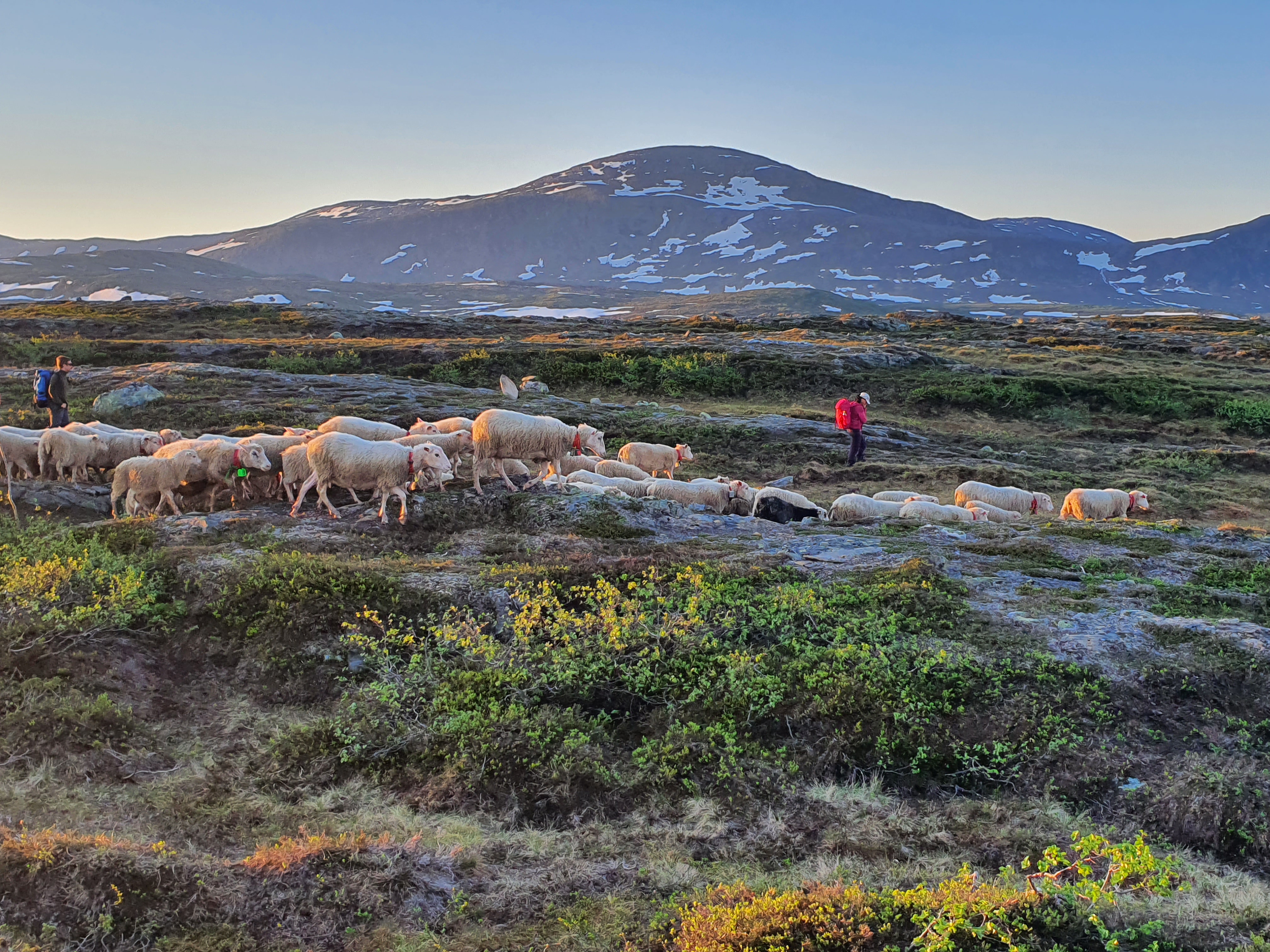Foto: Anders Mona / Statsforvalteren i Trøndelag.