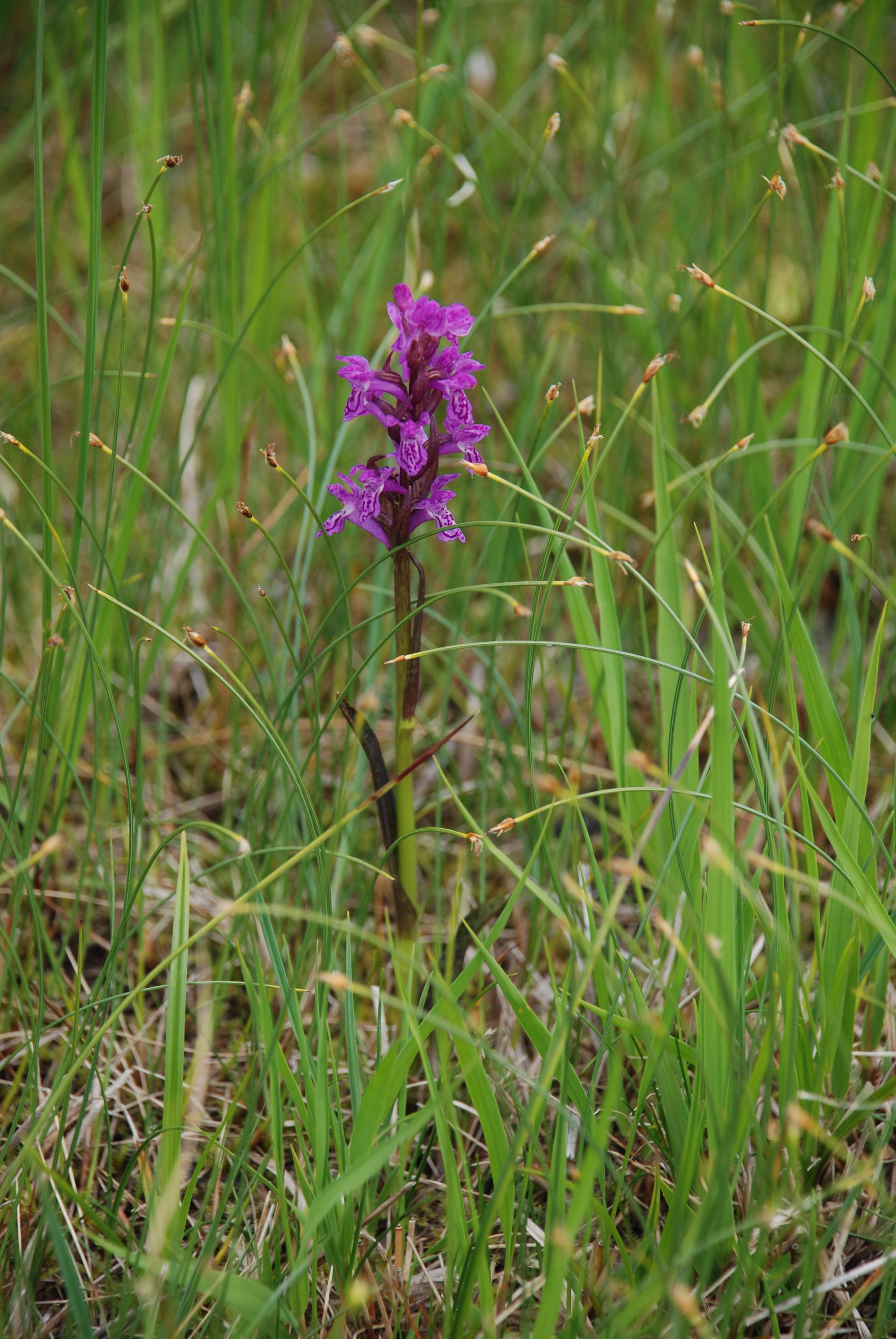 ØvreForra120712_Blodmarihand_Dactylorhiza_incarnata_ssp_cruenta1_ALyngstad.JPG