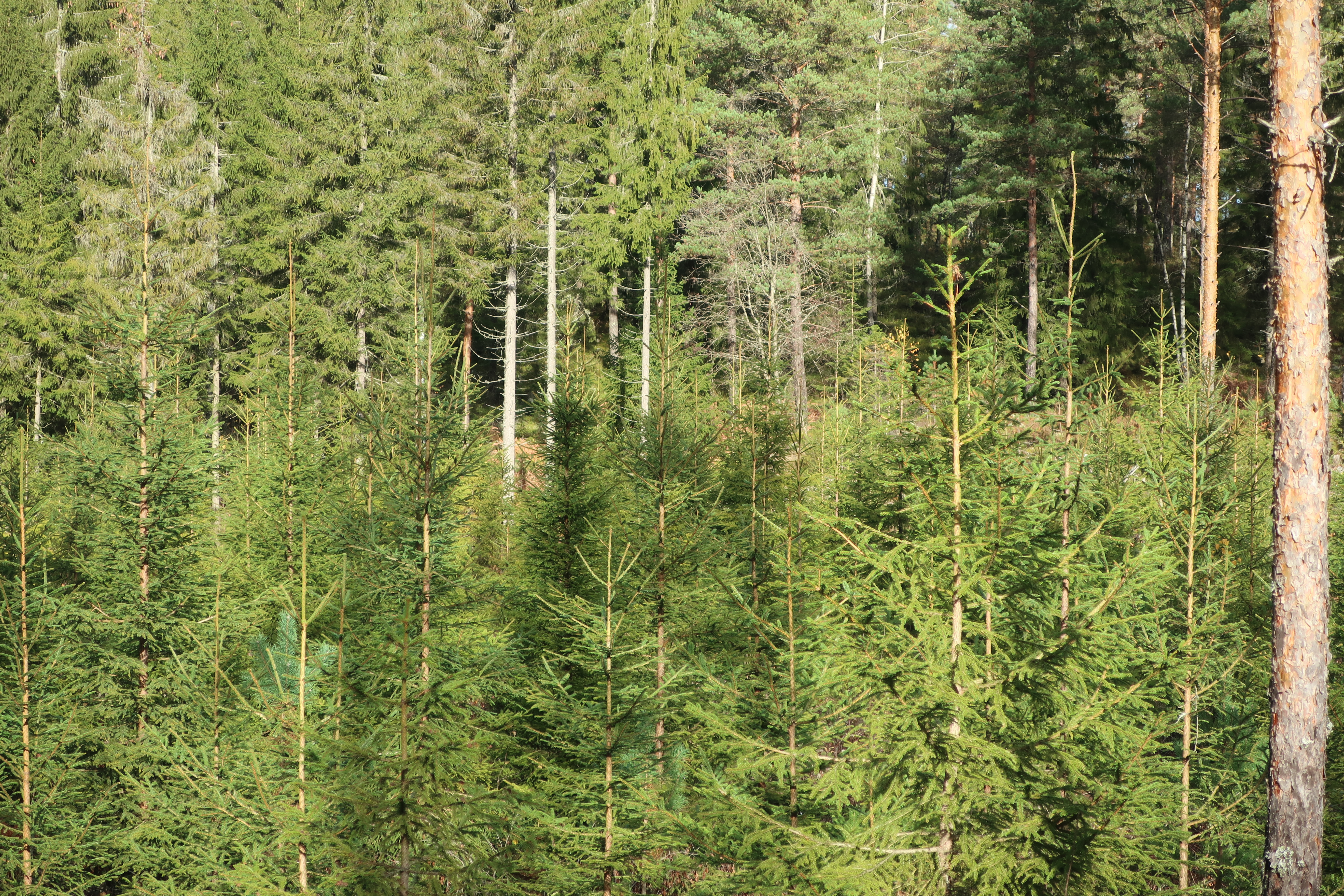 Skog og ungskogpleie