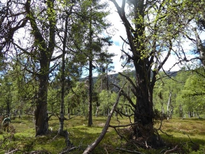 Det er mektig og gamal skog i dei to naturreservata Rodeholene og Breisete. Biletet her er frå Storhaug i Breisete naturreservat i Sogndal kommune. Foto: Tom Dybwad / Statsforvaltaren i Vestland. Det er mektig og gamal skog i dei to naturreservata Rodeholene og Breisete. Biletet her er frå Storhaug i Breisete naturreservat i Sogndal kommune.