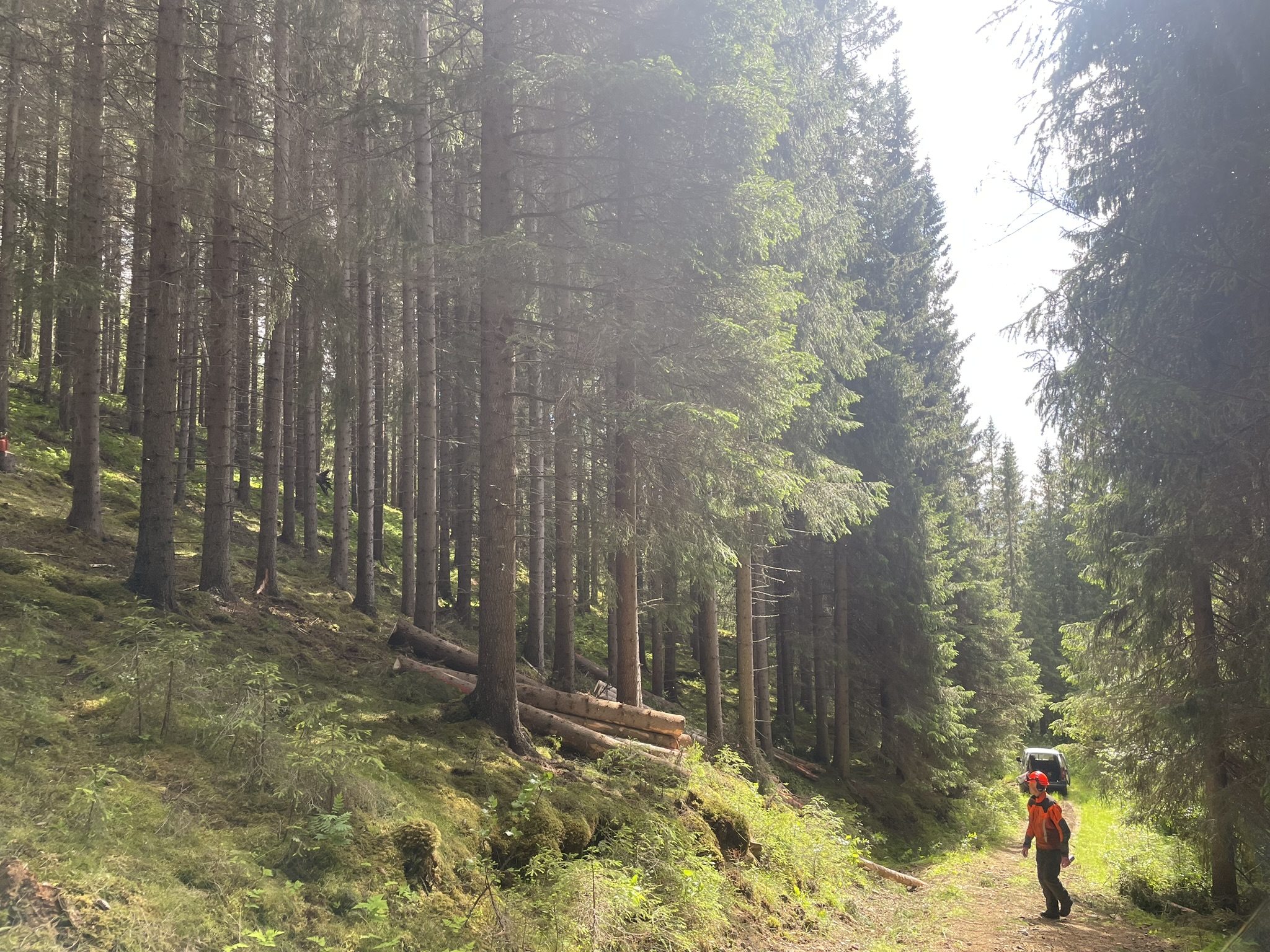 Skog, tømmer og traktorvei en sommerdag.