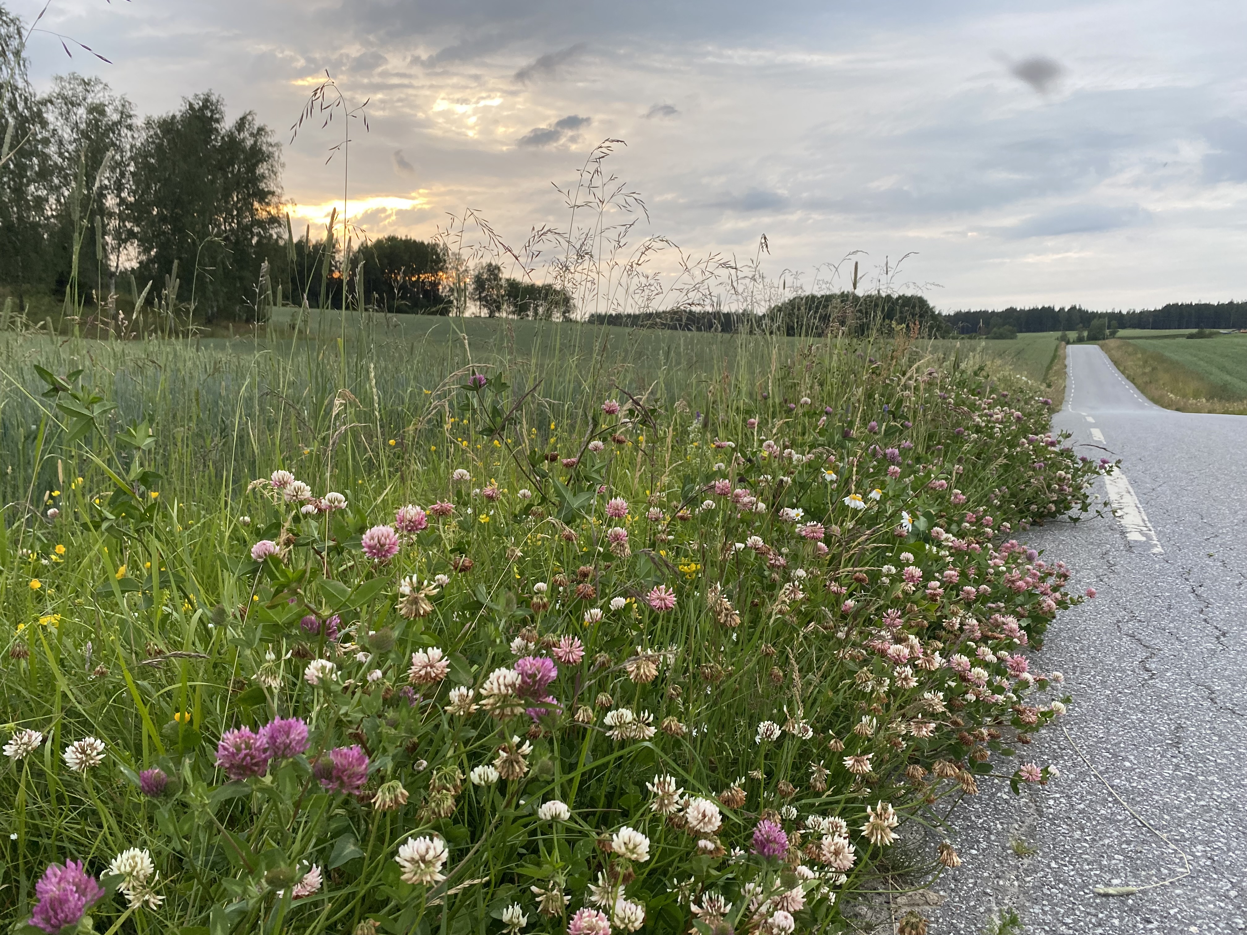 Blomster i veikantene er viktig for pollinerende insekter. Foto: Statsforvalteren. Blomster i veikant