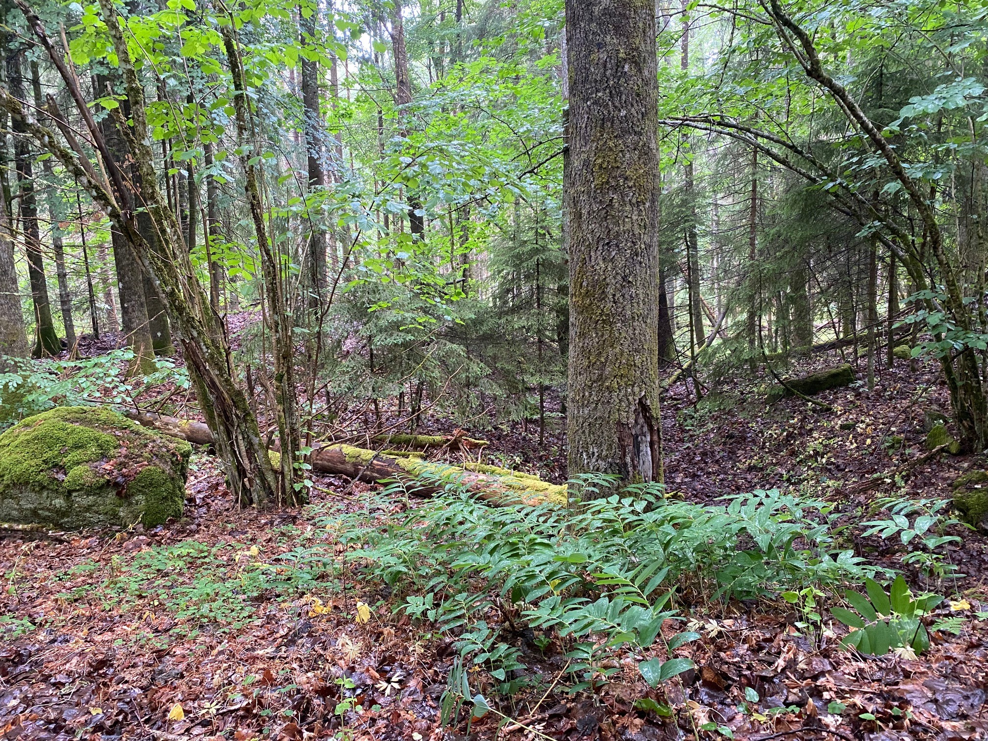 Lågurtedelløvskog nord i området. Foto: Statsforvalteren i Vestfold og Telemark