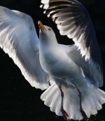 Foto Roy Mangersnes, lenke til Brosjyre sjøfuglreservat i Rogaland