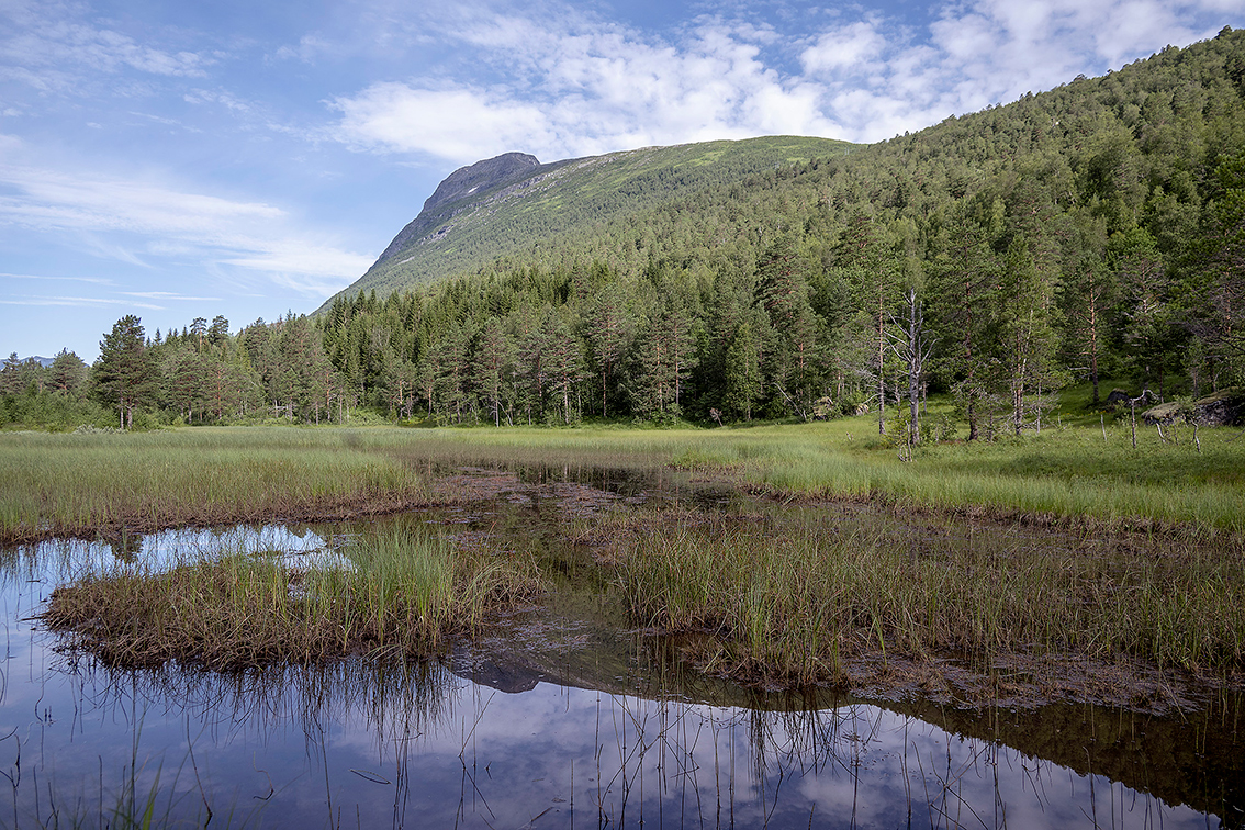 Myrområde med tjern omgitt av siv og tett skog med fjell i bakgrunnen.