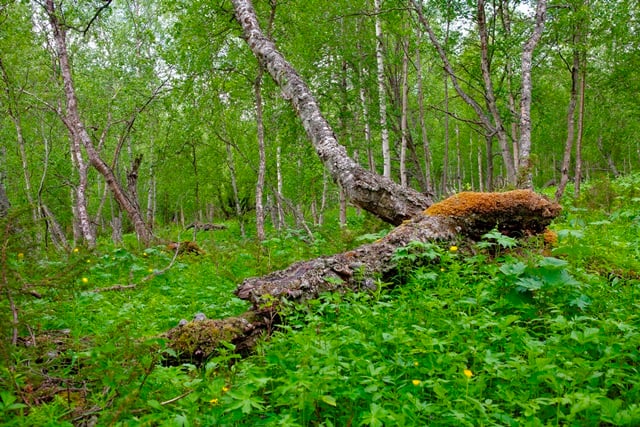 Kalkbjørkeskog