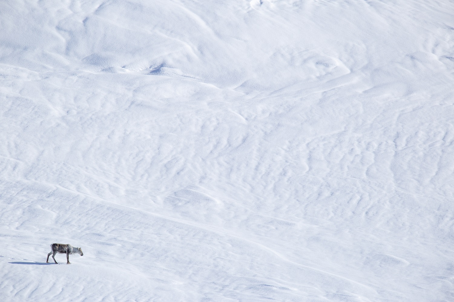 Foto: Anders Mossing. Snø og villrein