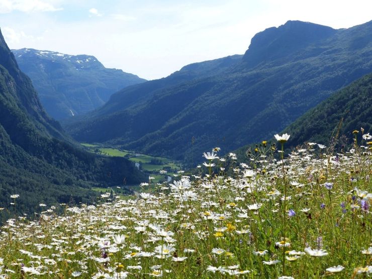 Blomstereng med fjell og bygd i bakgrunnen 
