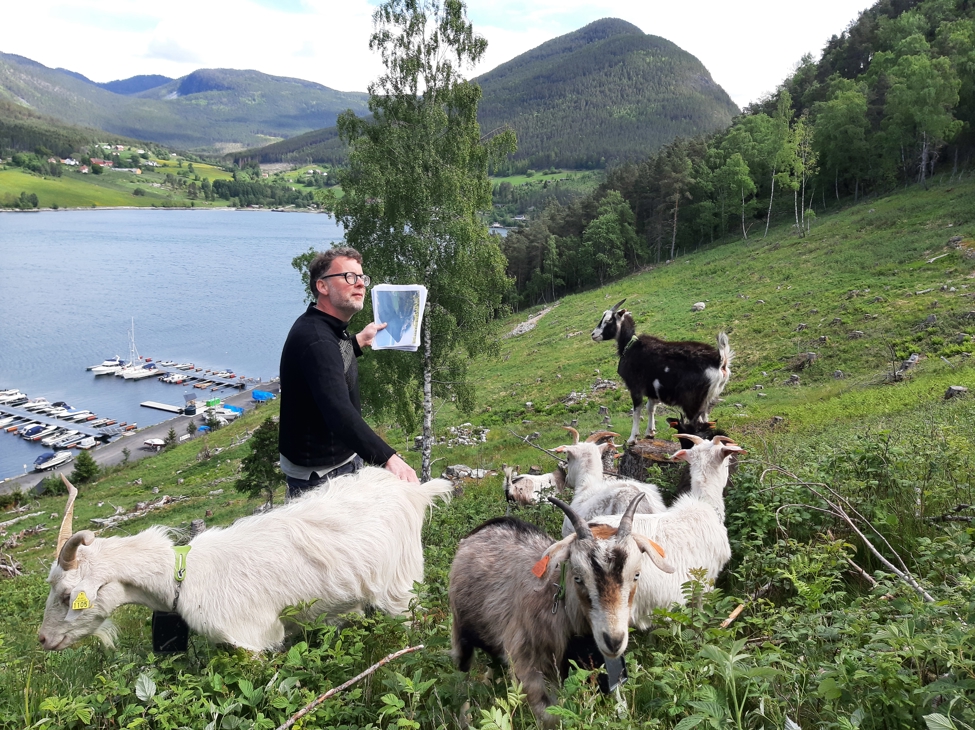 Geiter i forgrunnen med en mann til venstre som holder noen ark i hånden. Fjell og fjord i bakgrunnen