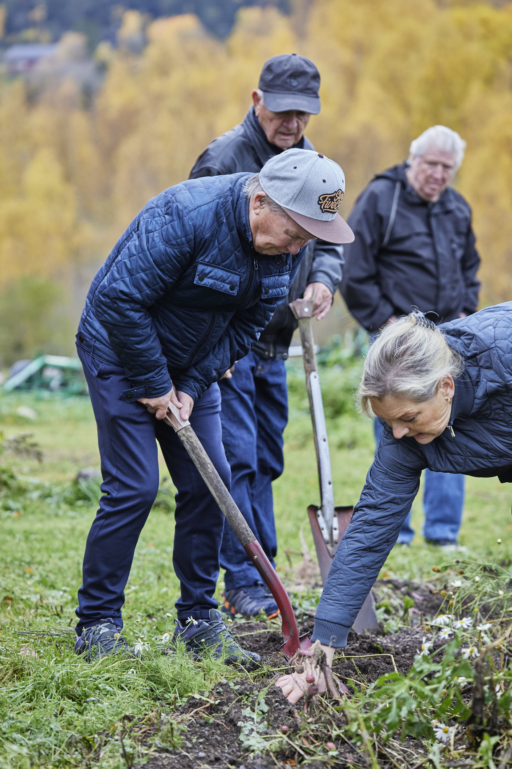 Inn på tunet - potetopptaking på Aaraas gård. Et bilde av en gruppe personer som tar opp poteter fra et jorde om høsten.