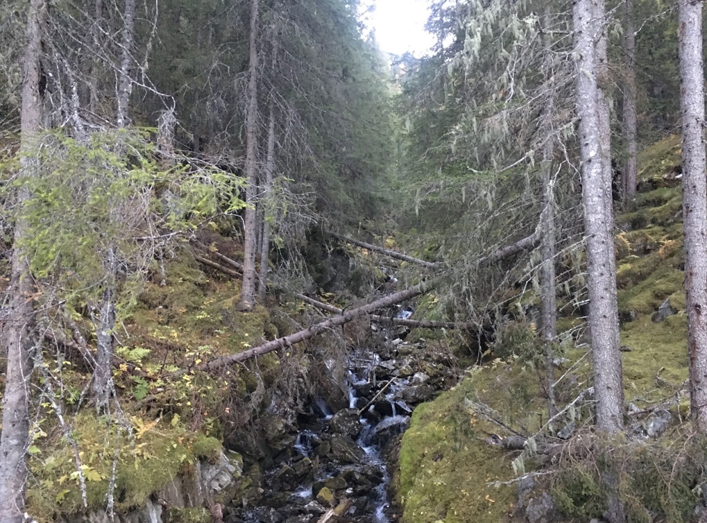 Nedre deler av bekkekløften i nye Hellekleivåe naturreservat i Nore og Uvdal. Foto: Biofokus