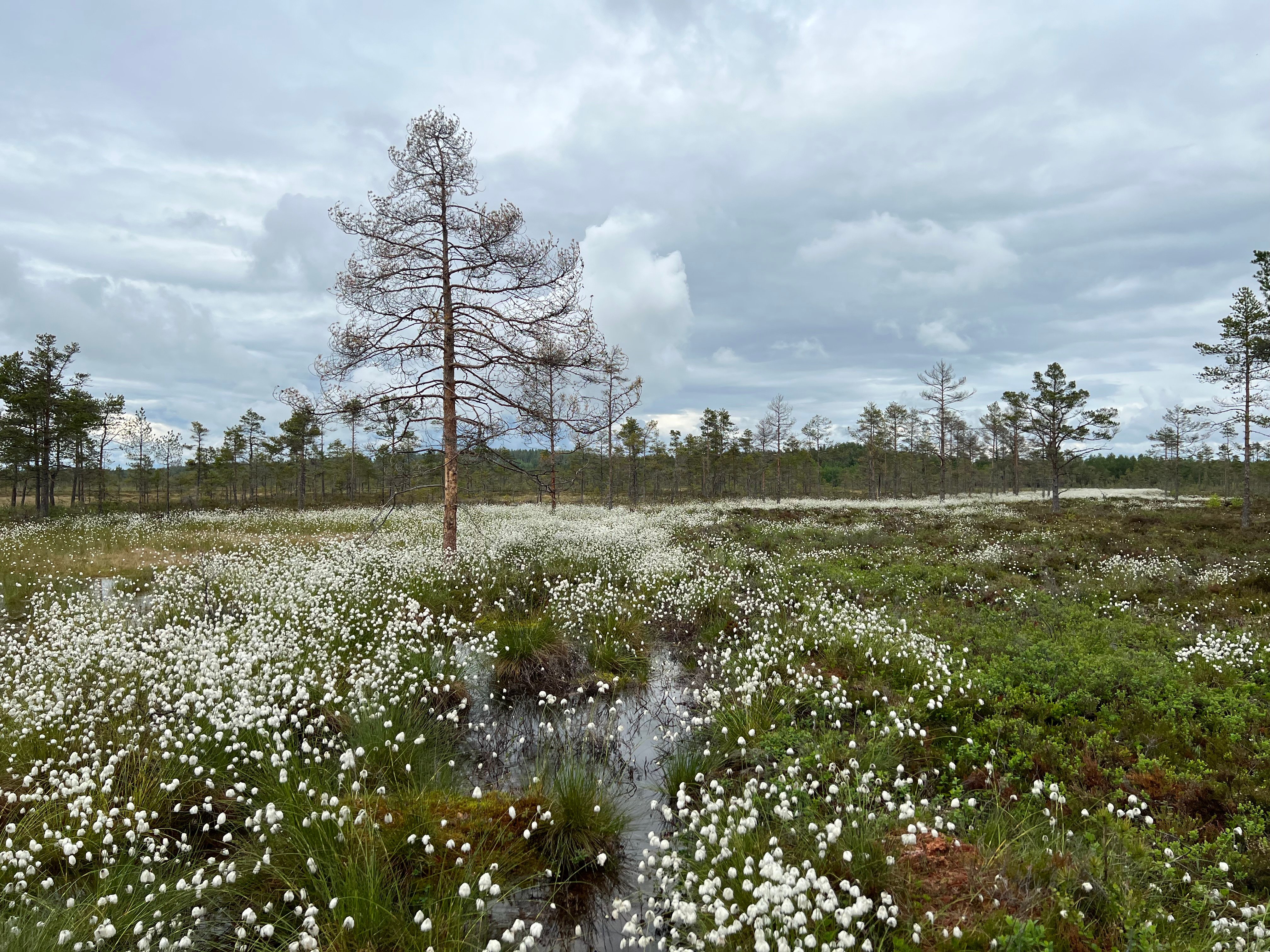 Torvmyrull i naturreservat