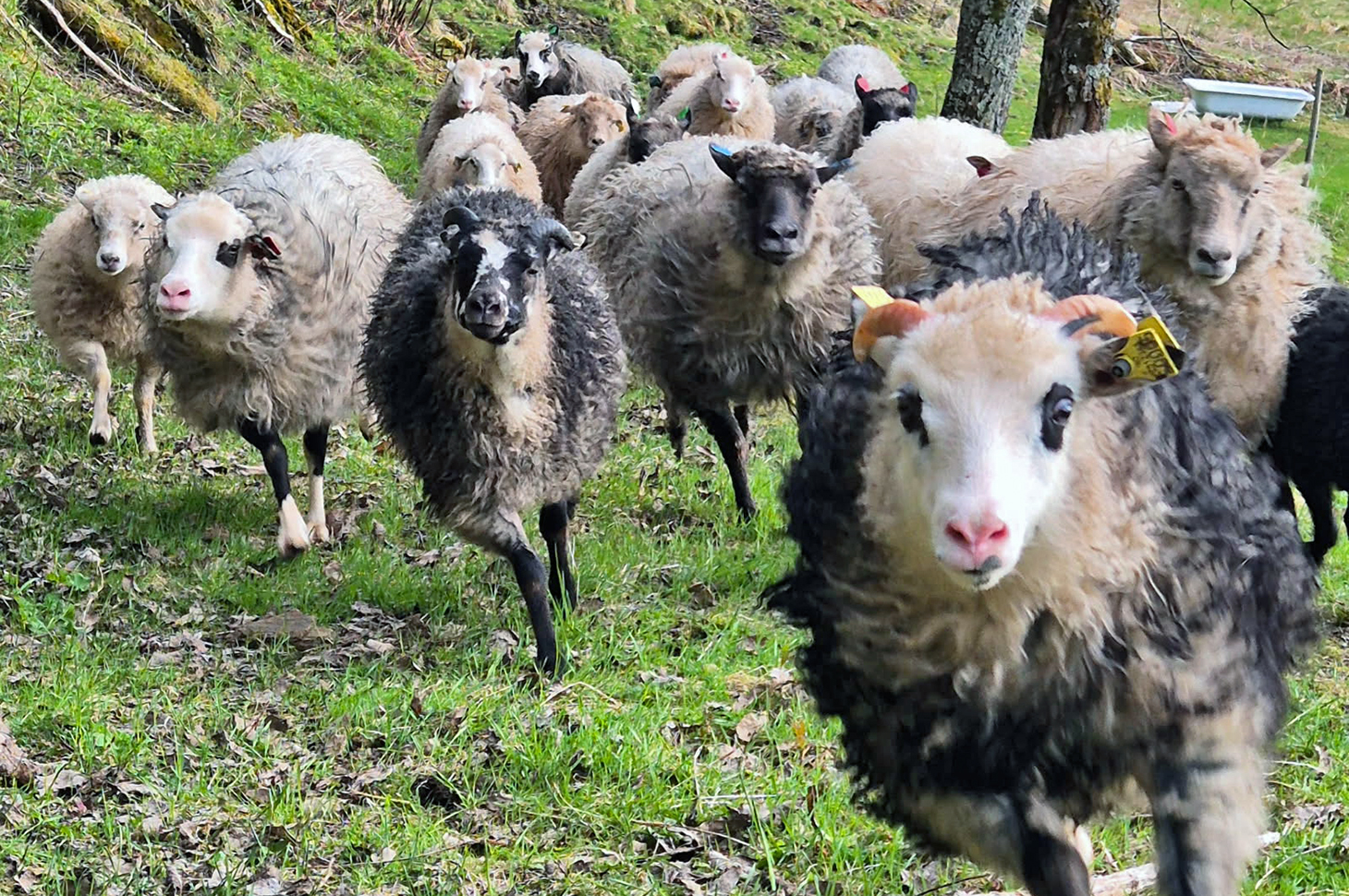 Sauene er leid inn fra beitebruker med penger som skal brukes til å gjøre tiltak i Skjelstad naturreservat. Foto: Privat. Nærbilde av en liten flokk sauer som løper på gress.