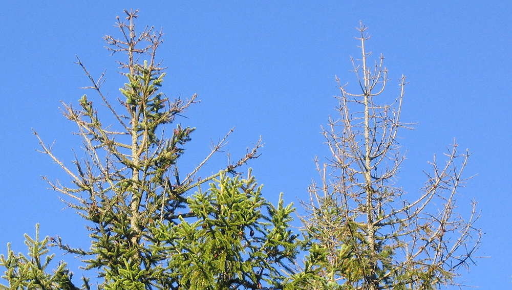 Tørkeskade på granskog.