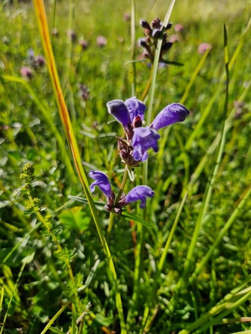 Dragehode er en prioritert art hvor blant annet skjøtsel er viktig for å opprettholde artens leveområde. Foto: Linnea Karoline Vereide.