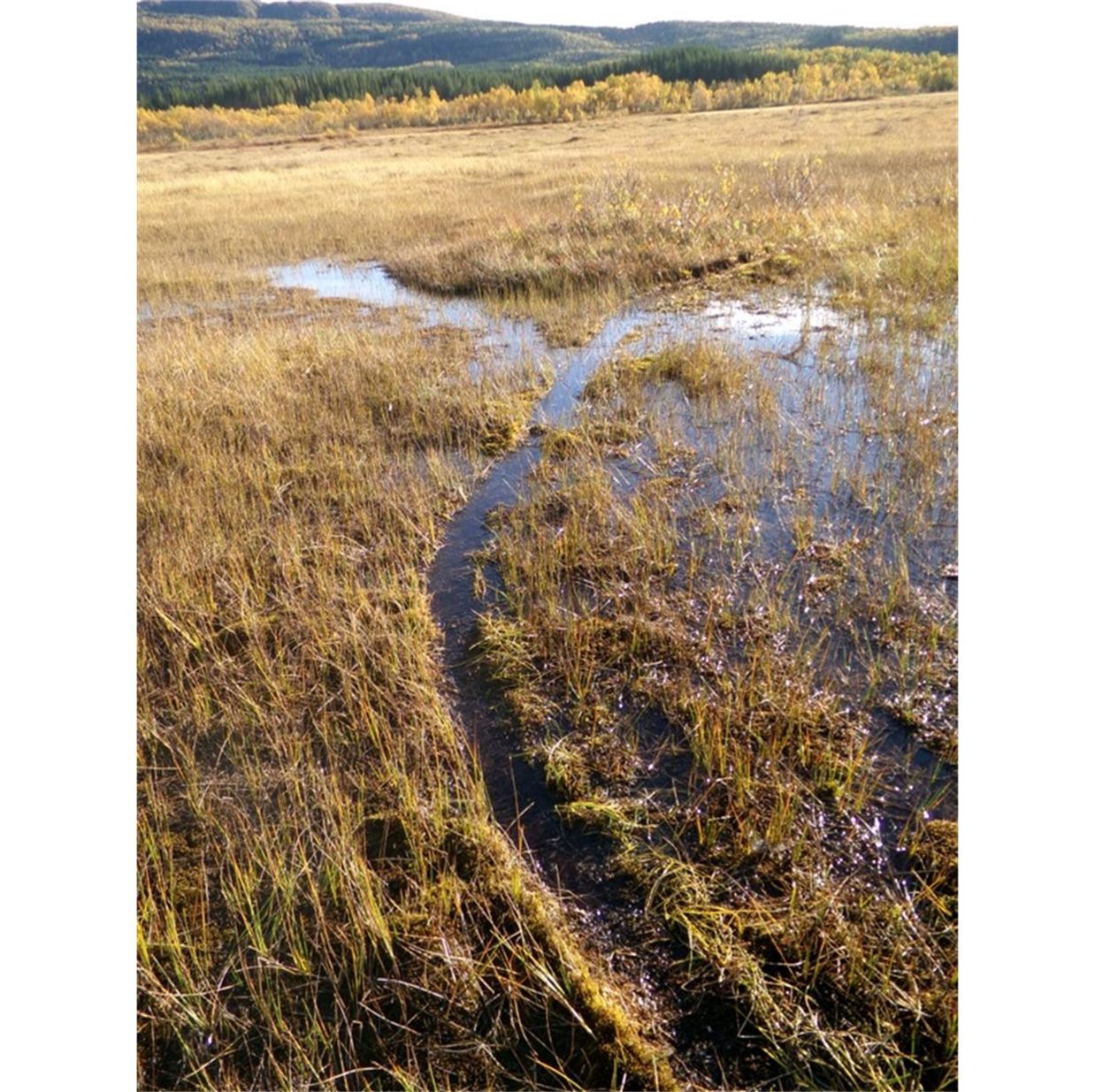 Sporet etter en 30 meter lang lense på land/ (og i vann). Foto: Statskog Fjelltjenesten på oppdrag for Statens naturoppsyn (SNO). Sporet etter en 30 meter lang lense på land/ (og i vann).
