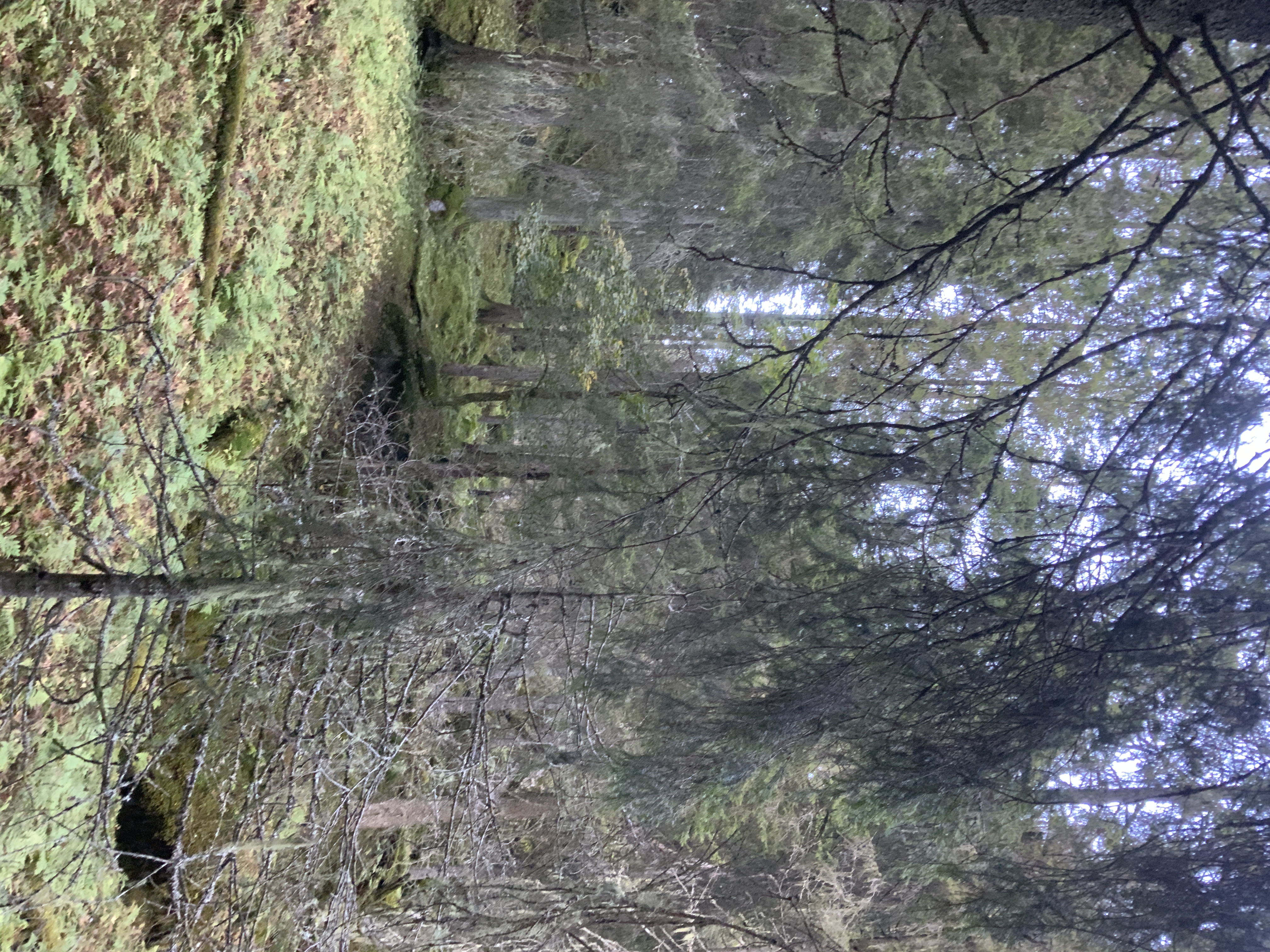 Fotografi av en skrånende bakke med mange trær, mest grantrær, noen levende og noen døde. Bakken er dekket av bregner og noen bare partier, sammen med enkelte grener og falne trestokker. Det er synlig lav på flere av trærne og moser på stokker på bakken. 
