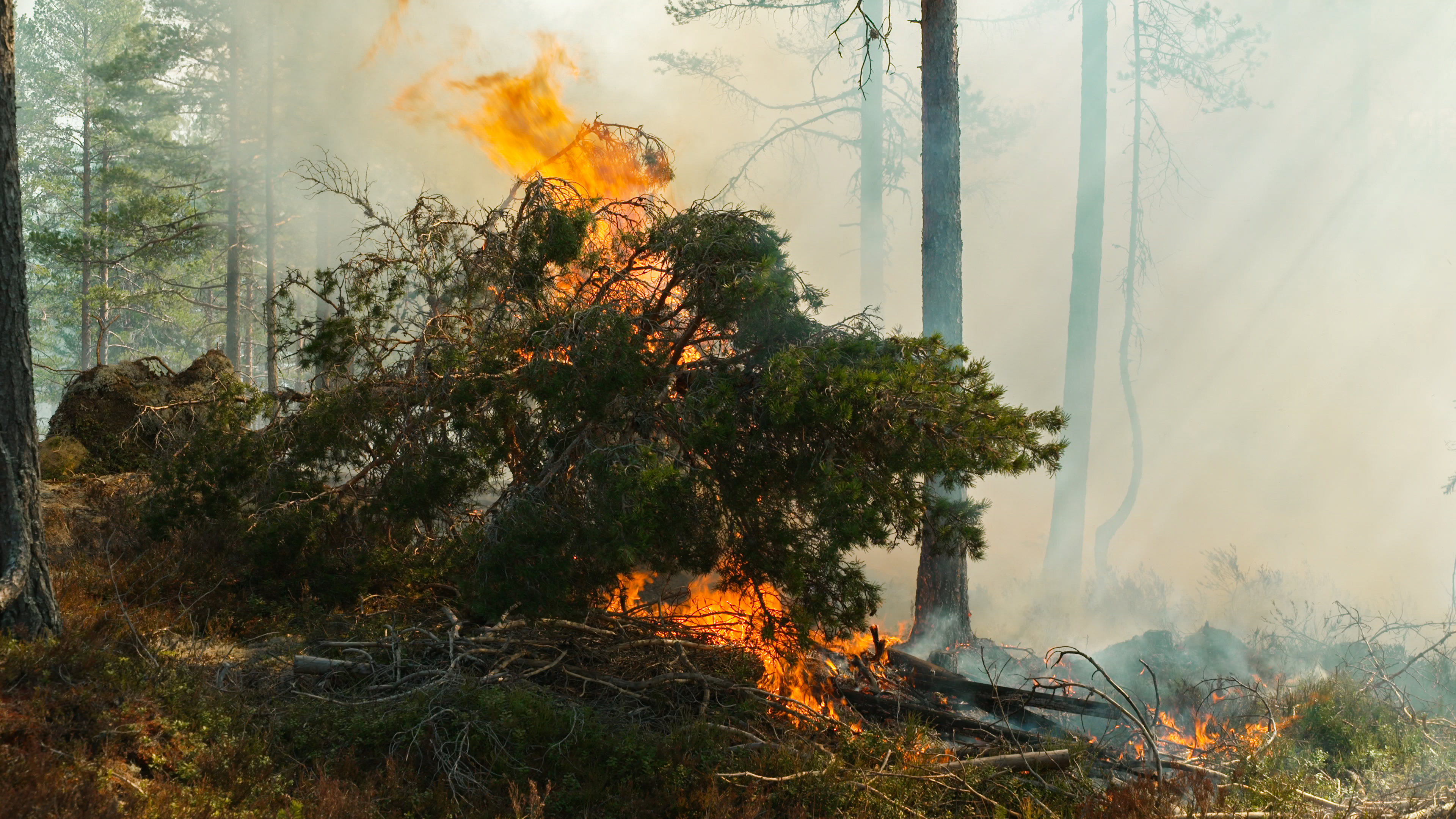 Bilde av brann i skog