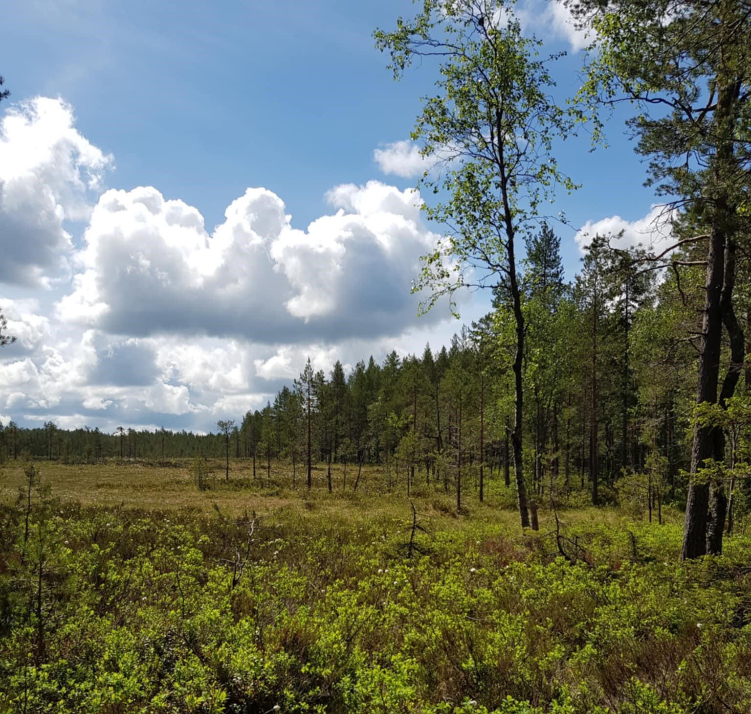 Skog, myr og blå himmel
