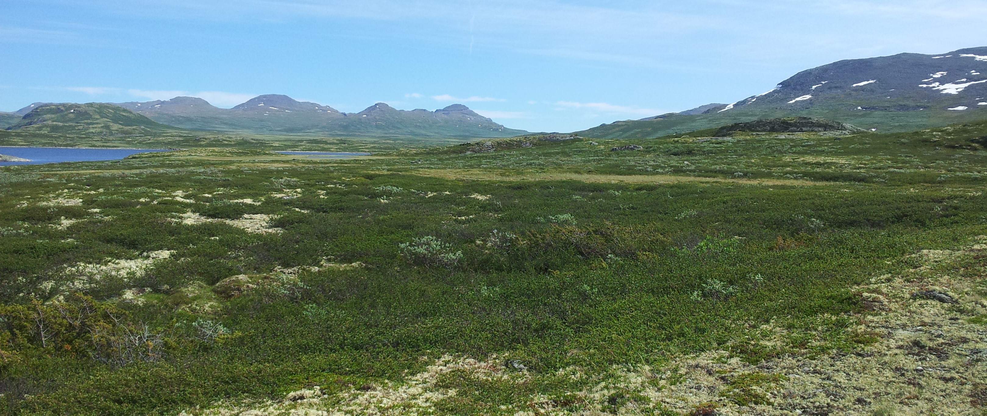 Bildet viser fjellområder i beiteområdet til Flæfjelldrifta. Blå himmel og grønne lyngheier med høye fjell i horisonten.