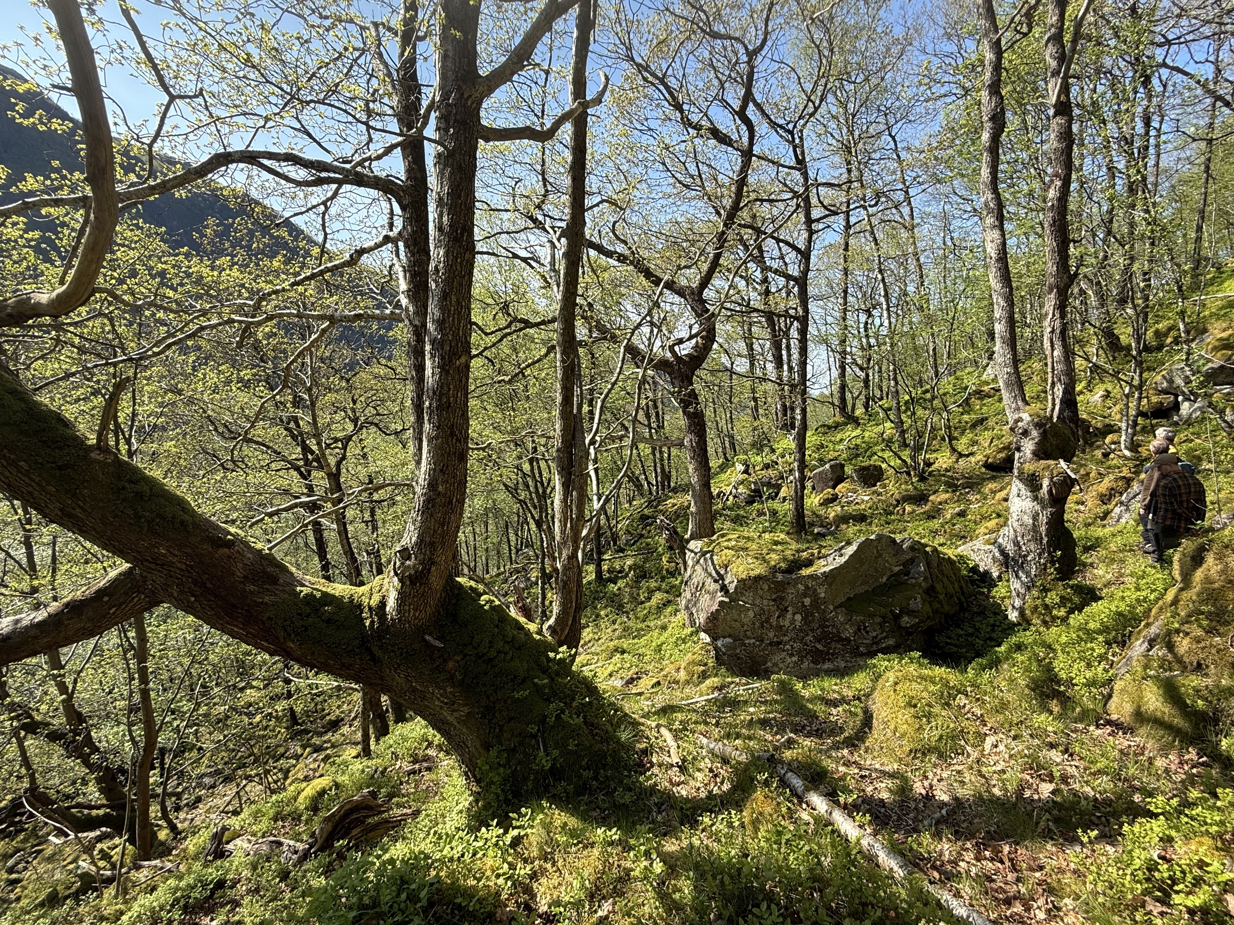 Dirdal øst, foto Solbjørg Engen Torvik