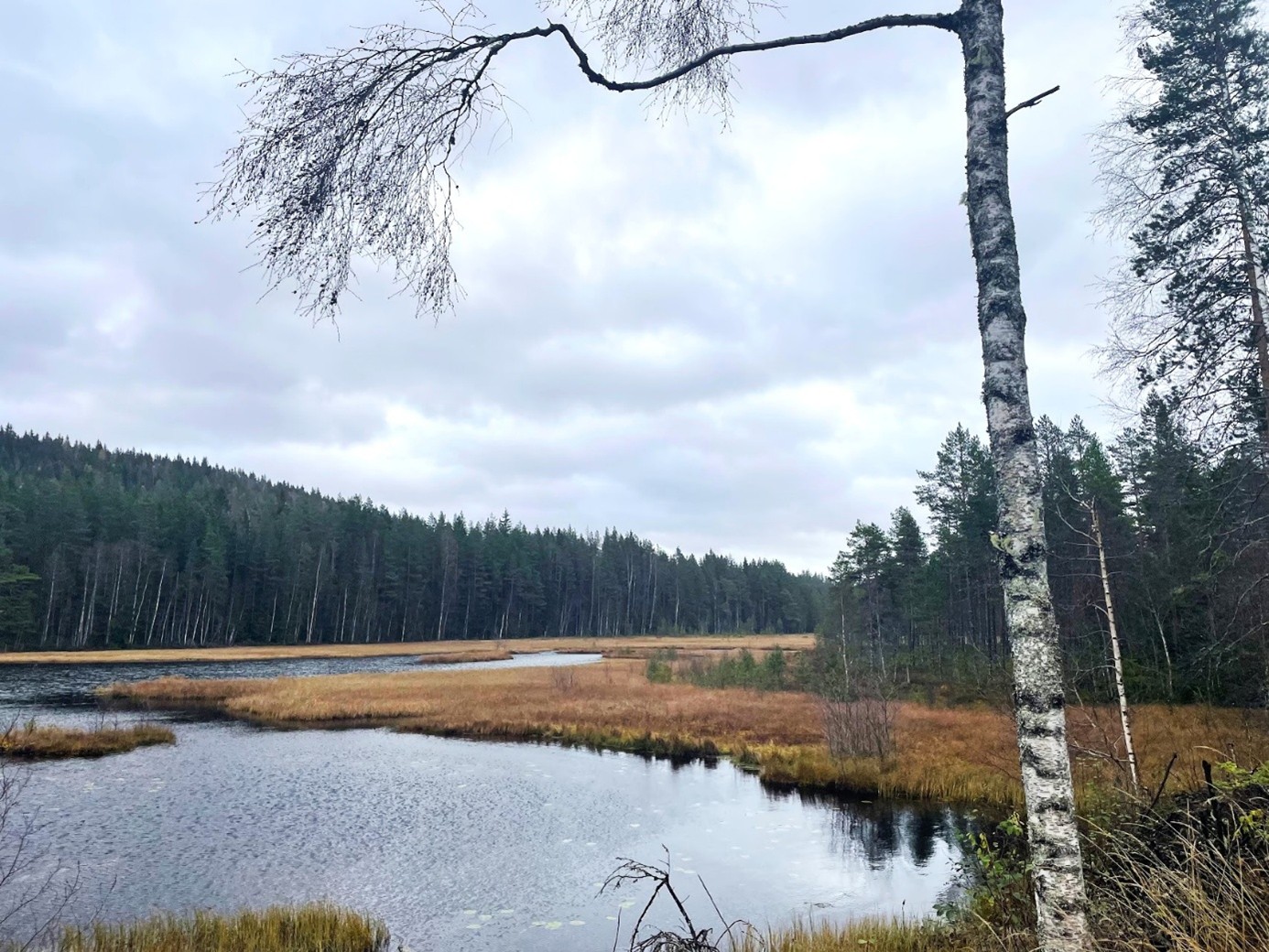 Gåsvikmyra mot Gåsviksundet.