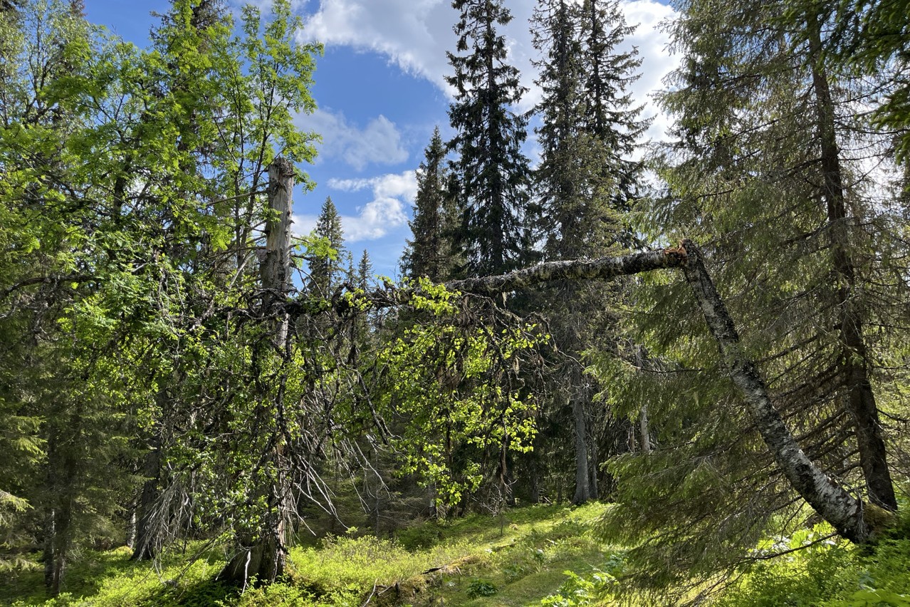 Et knekt tre i en grønn skog hviler mot et grått tre uten blader.