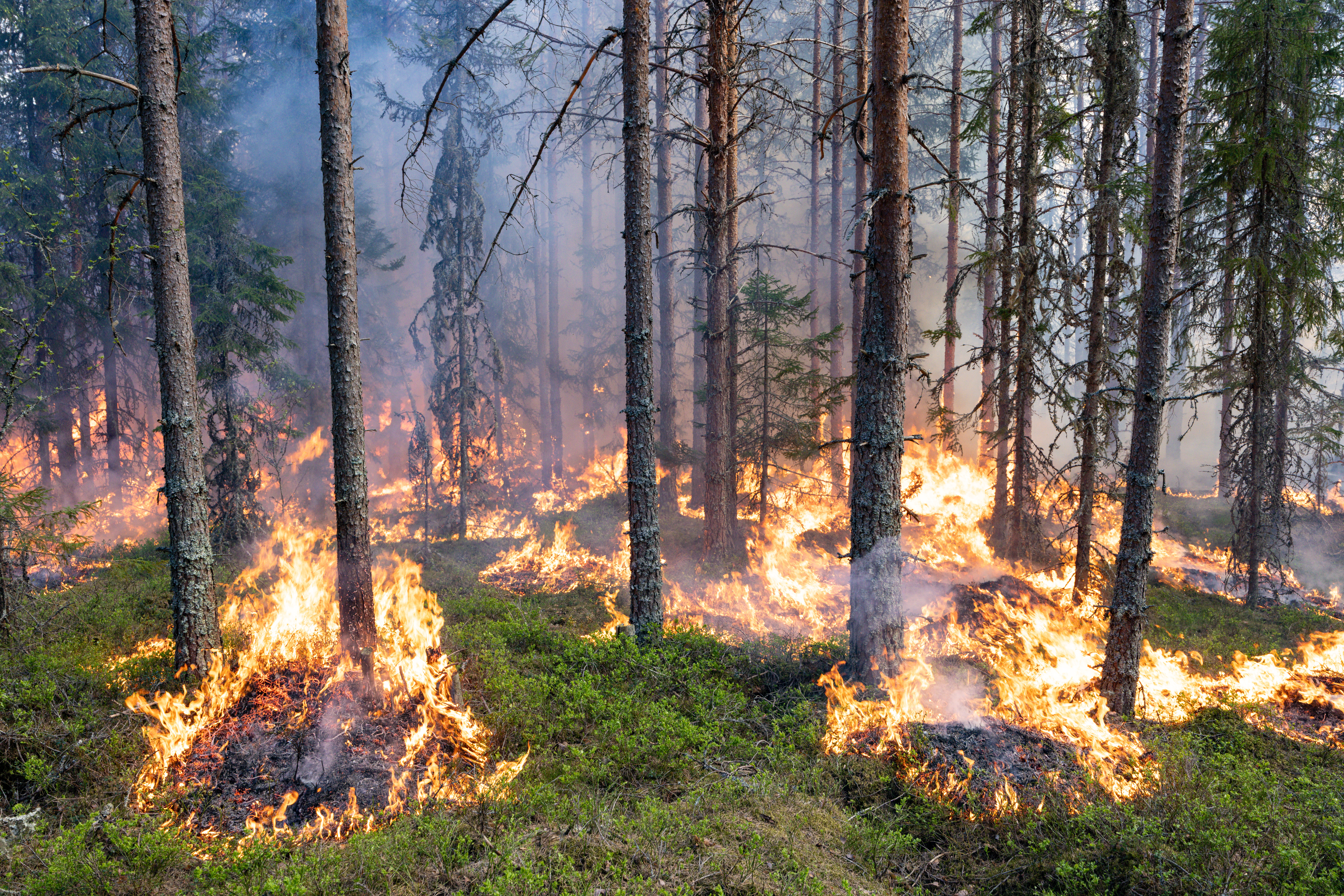 Ved noen utvalgte steder ble det sluppet ekstra mange punkter med ild slik at brenningen ble mer intens med høyere flammer i det området. Foto: Kim Abel.