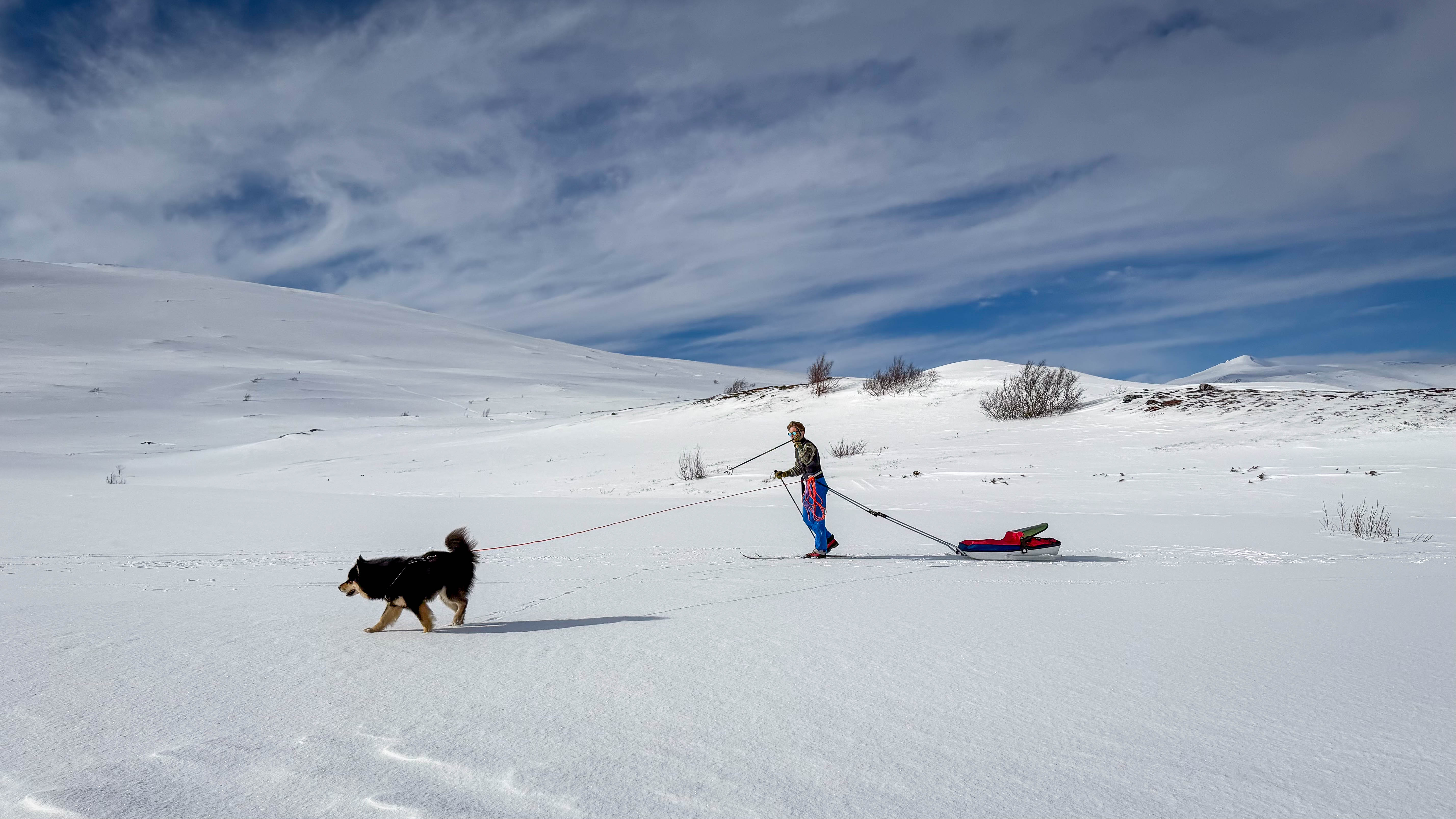 En person går på ski og trekker pulk. En hund går like foran.