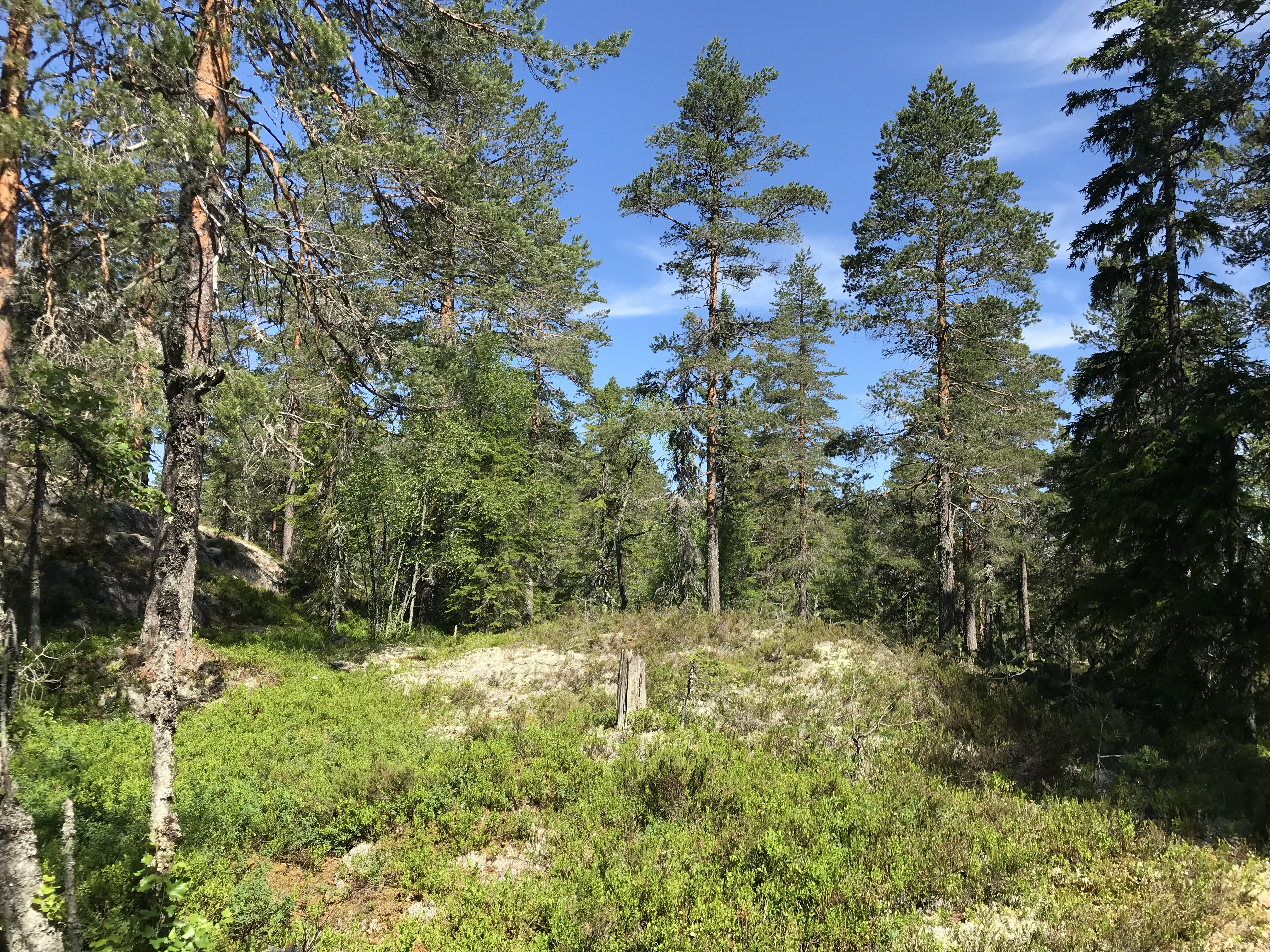 Gammel lavlandsfuruskog lengst sør på Råaråsen. Foto: Statsforvalteren.