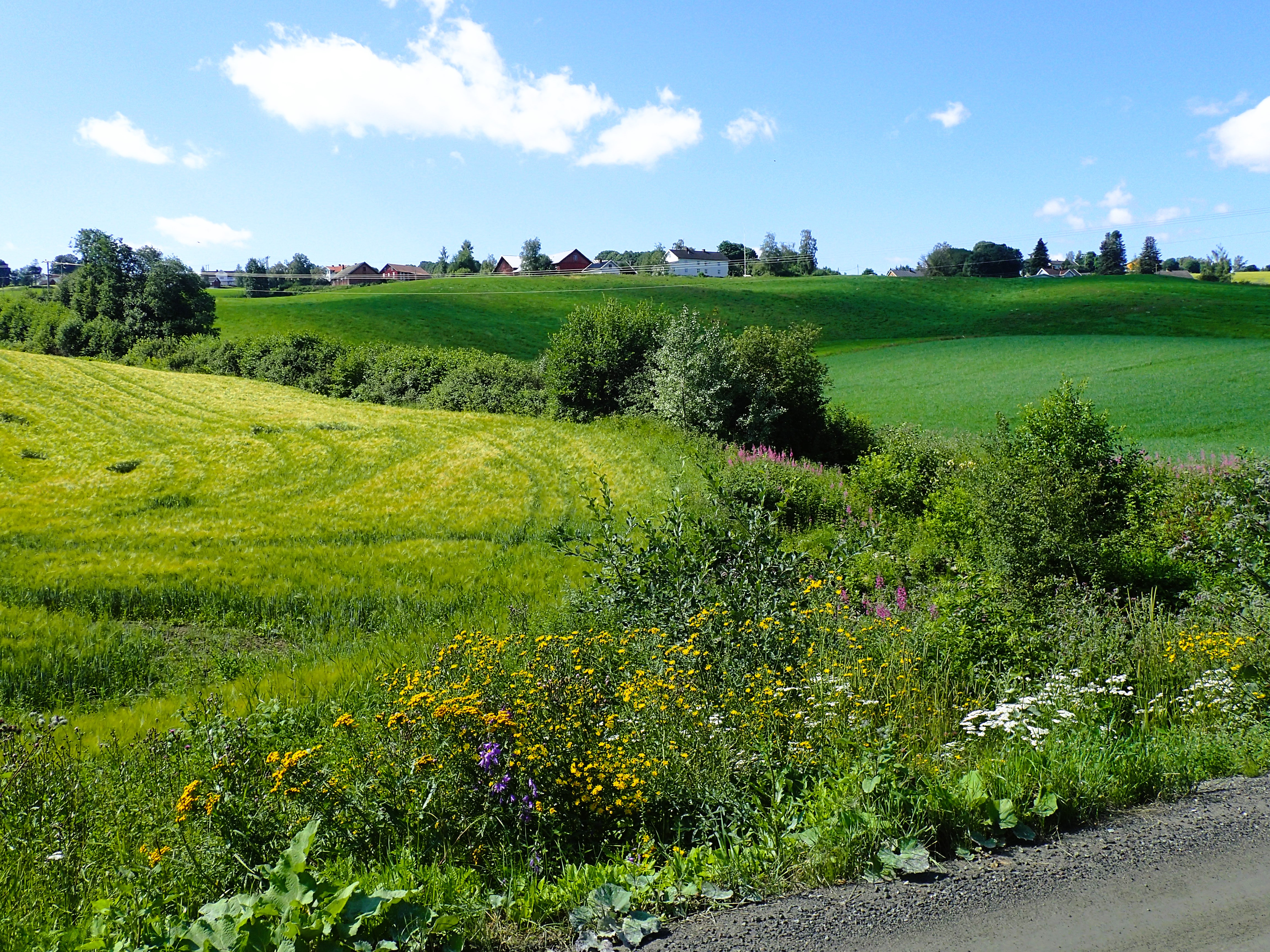 Foto: Stig Horsberg. Åkerlandskap med kantvegetasjon mot veg i forgrunnen og vegetasjonsbelte og lauvskog lenger borte