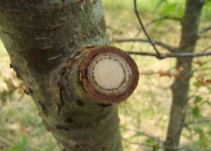 ein grein som er kutta på tvers med ein svart ring inni