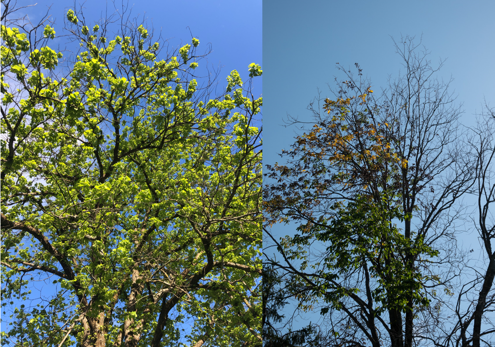 to topper av alm saman