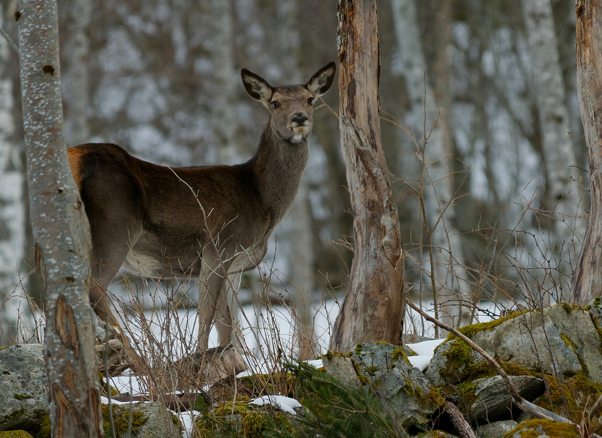 hjort gnager på trestammer