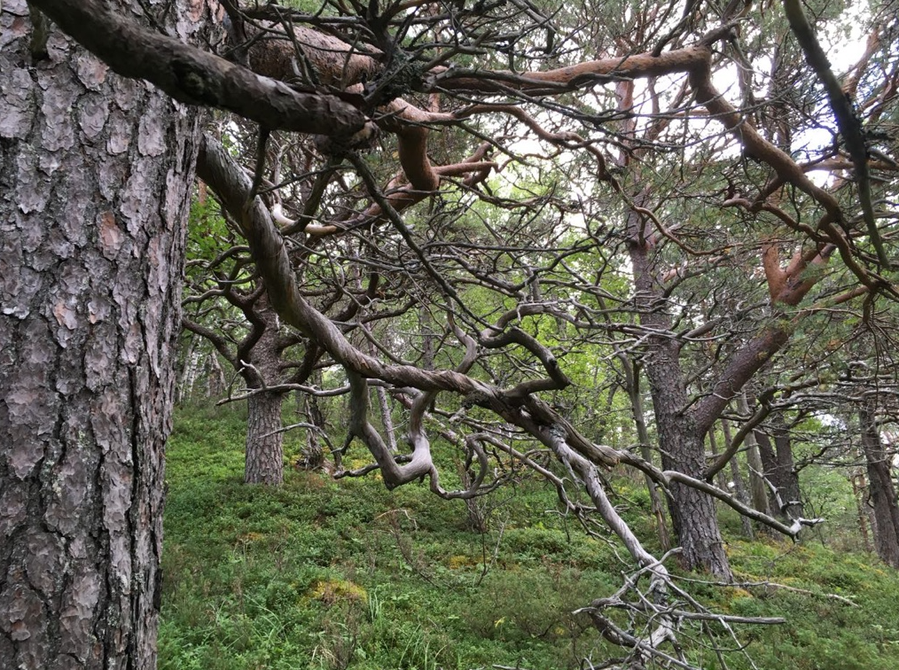 Gammel kalkfuruskog i det foreslåtte verneområdet Høgåsen. Foto: Ulrike Hanssen