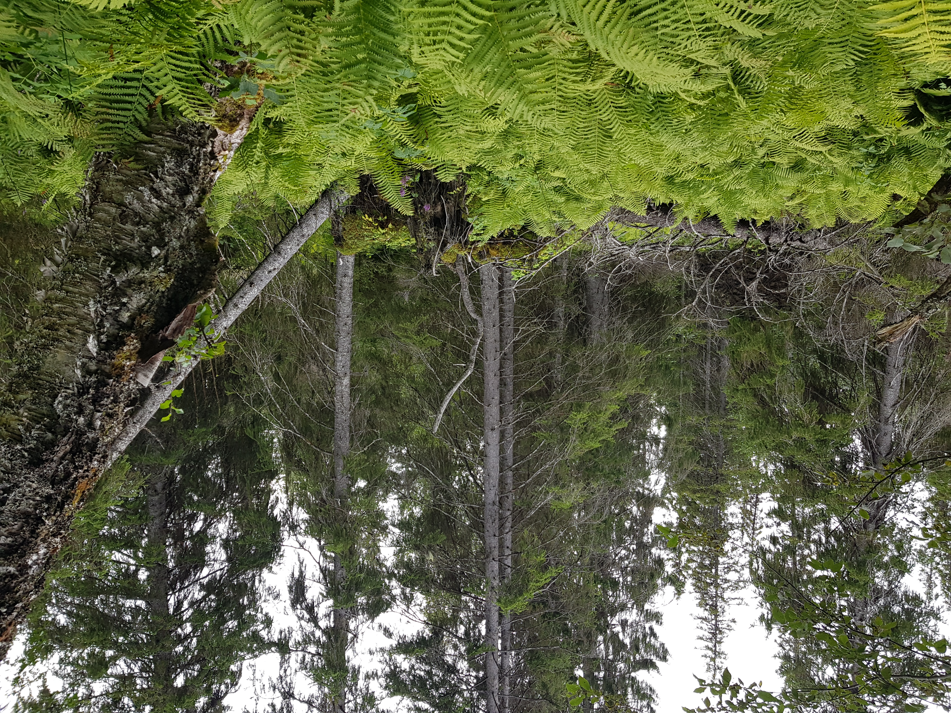 Bilde av frodig skog med bregner og noen døde trær.