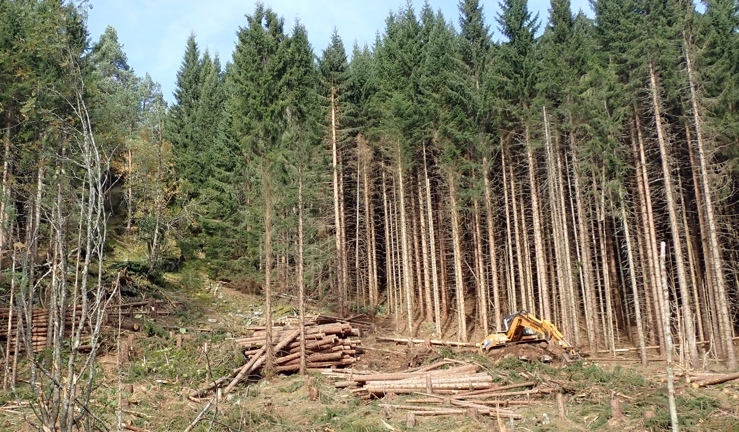 Hogst av skog i bratt terreng