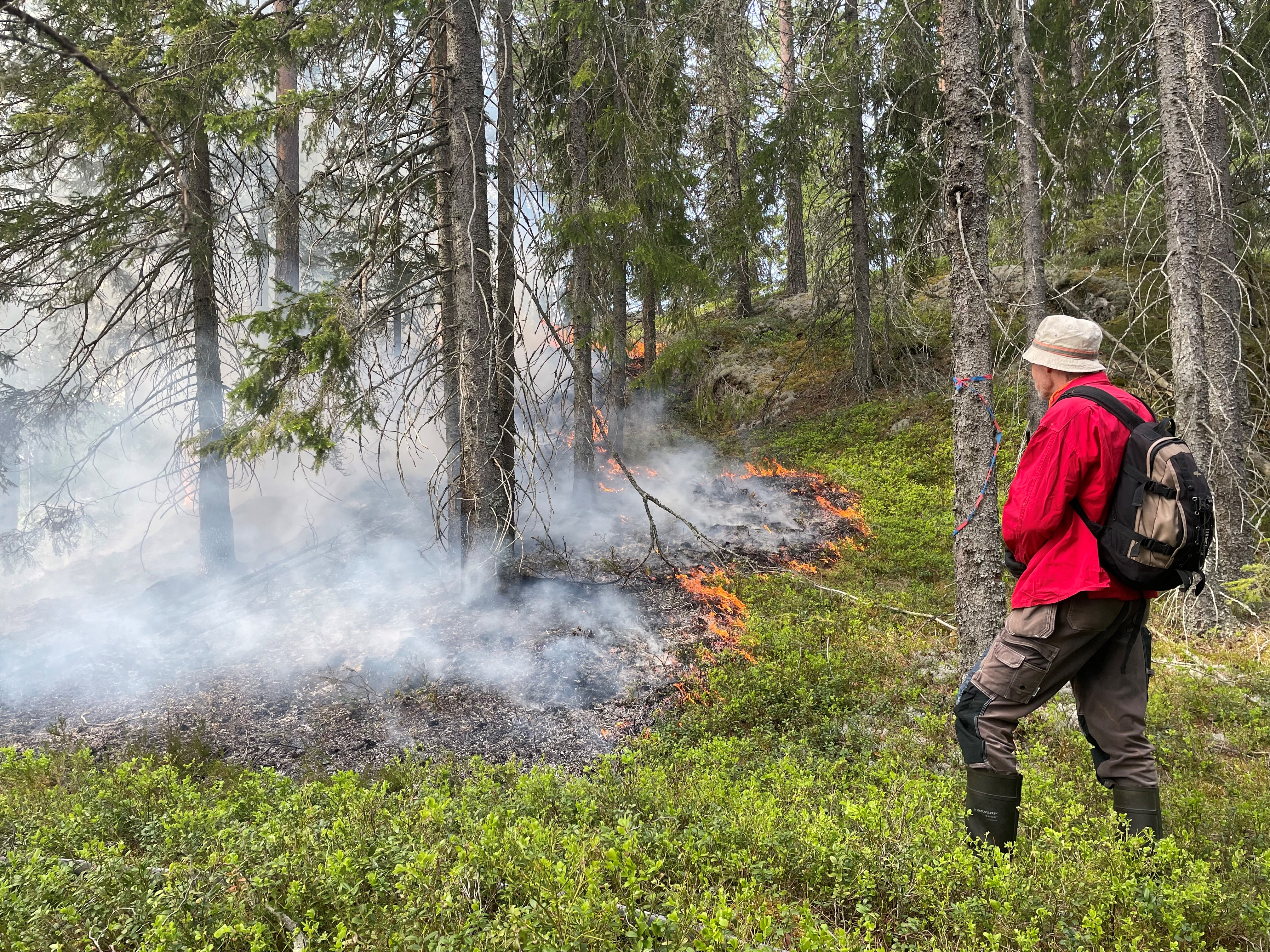 Nå pågår kontrollert naturvernbrenning i Store rekke og Hølvannet naturreservat i Aurskog-Høland kommune.
- Vindretningen er optimal da det blåser mot sjøen, sier prosjektleder Kristin Lugg. Foto: Kristin Lugg / Statsforvalteren i Østfold, Buskerud, Oslo og Akershus. Mann ser på/observerer kontrollert naturvernbrenning i skogen.