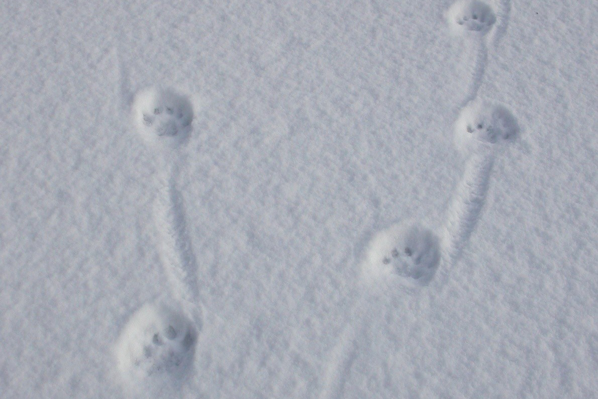Dyrespor i snøen.