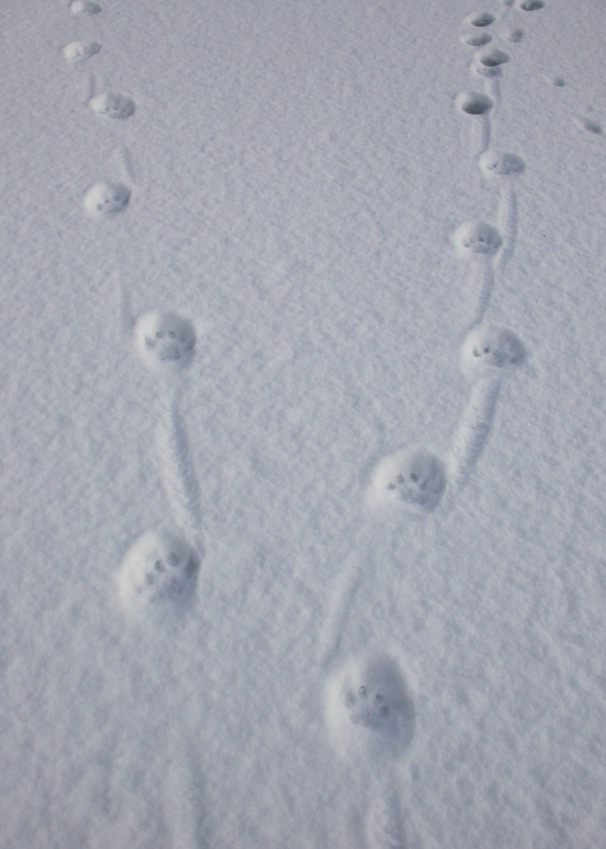Dyrespor i snøen.