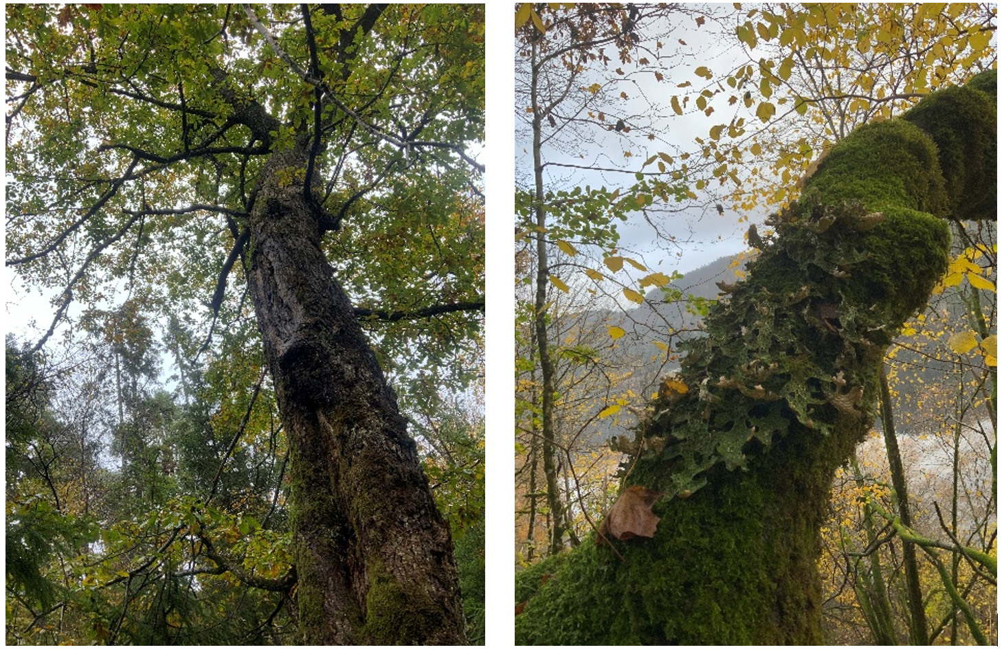 Bilde av løvtrær fra henholdsvis Hårmyrliene og Toksåsen naturreservat og Einfasura naturreservat. 