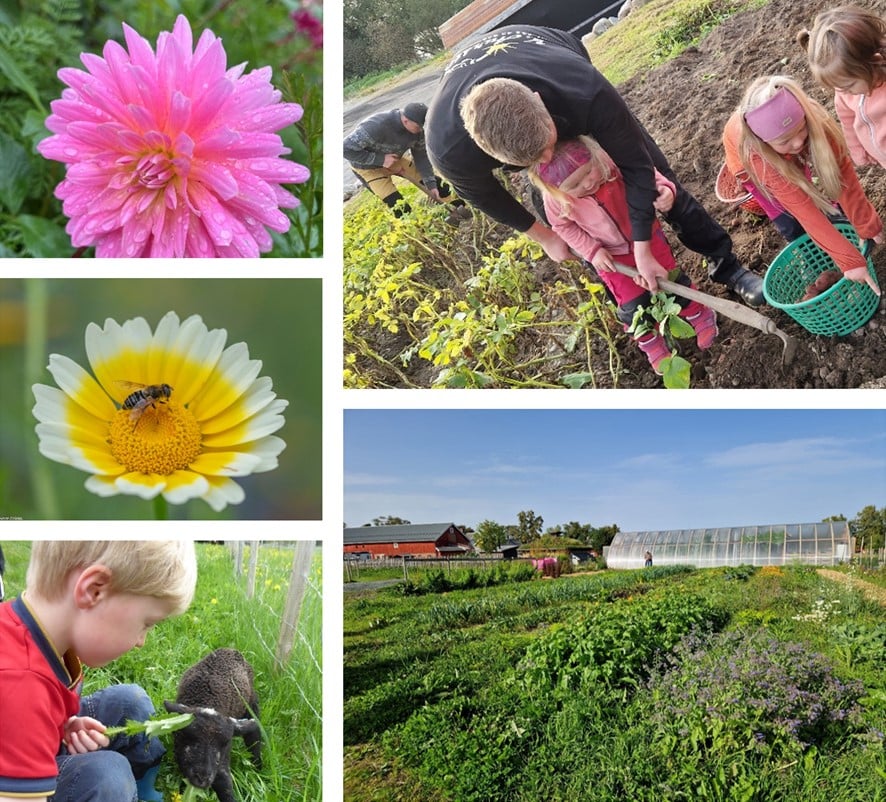 Framsidebilde på Handlingsplan for urbant landbruk