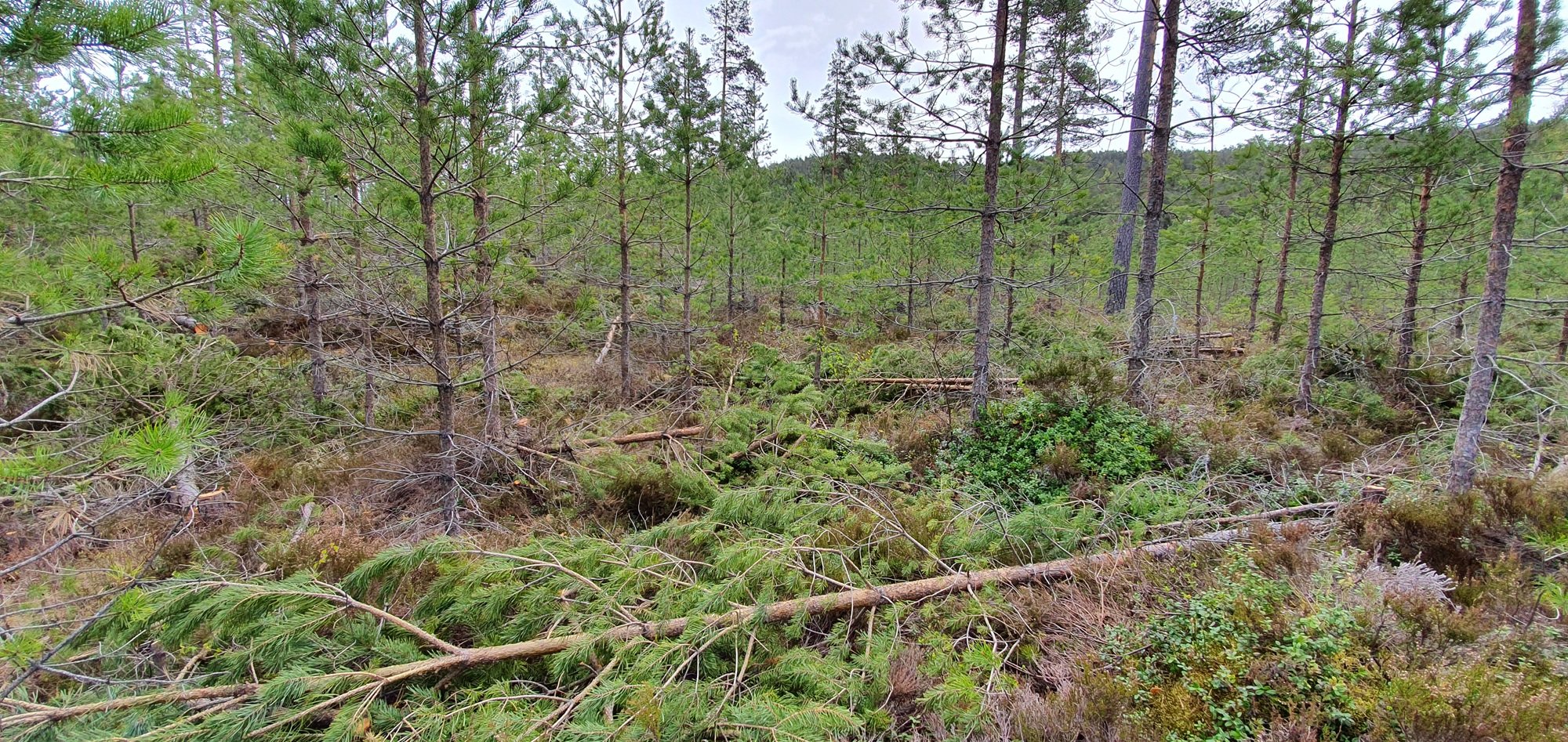 Unge furutrær, de fleste stående, noen liggende.