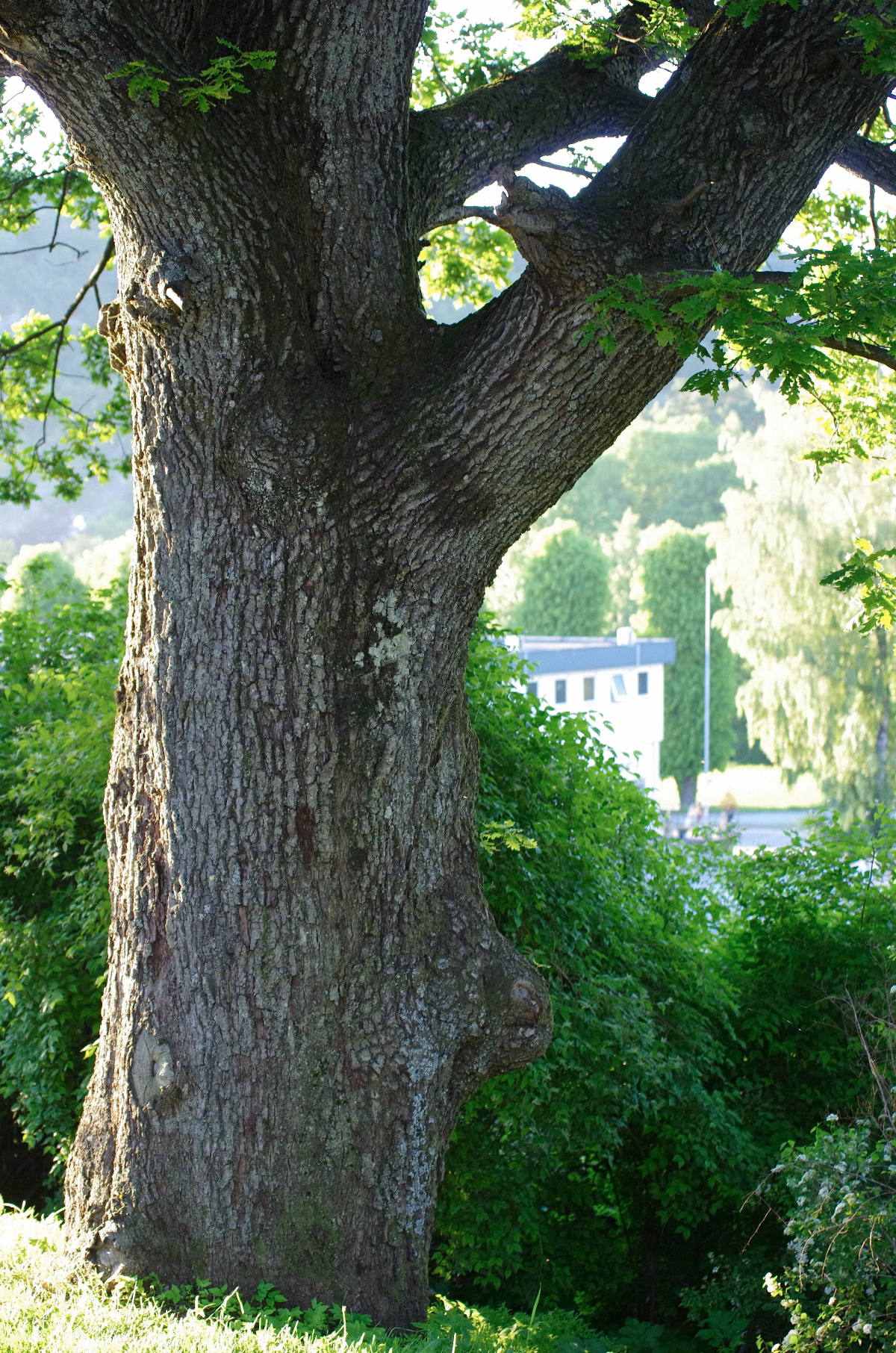 Eik, Grim kirke, Kristiansand