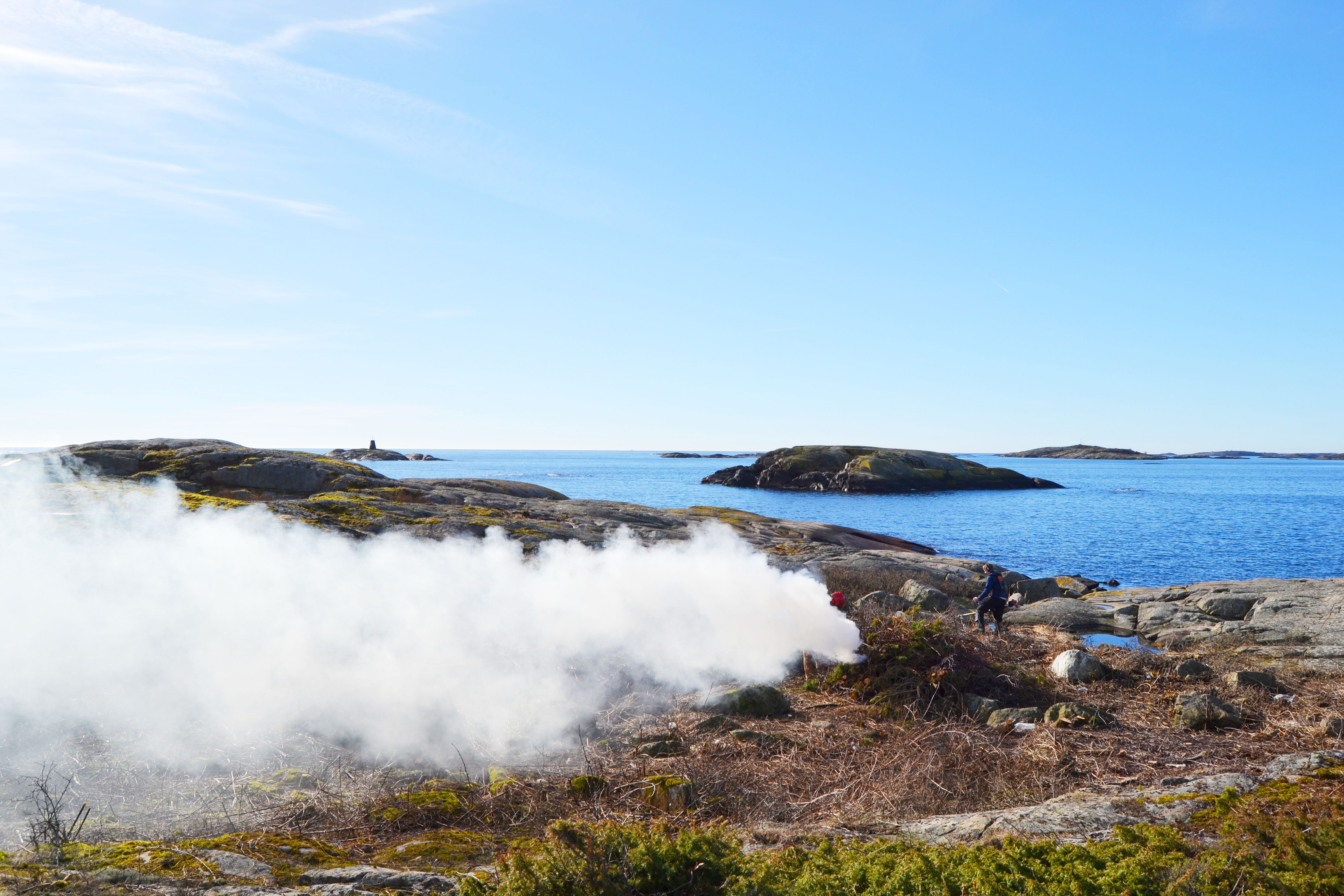 Når røsslyngen blir for gammel og grov, blir den svidd av på vinteren, slik at nye skudd kan spire neste vår.