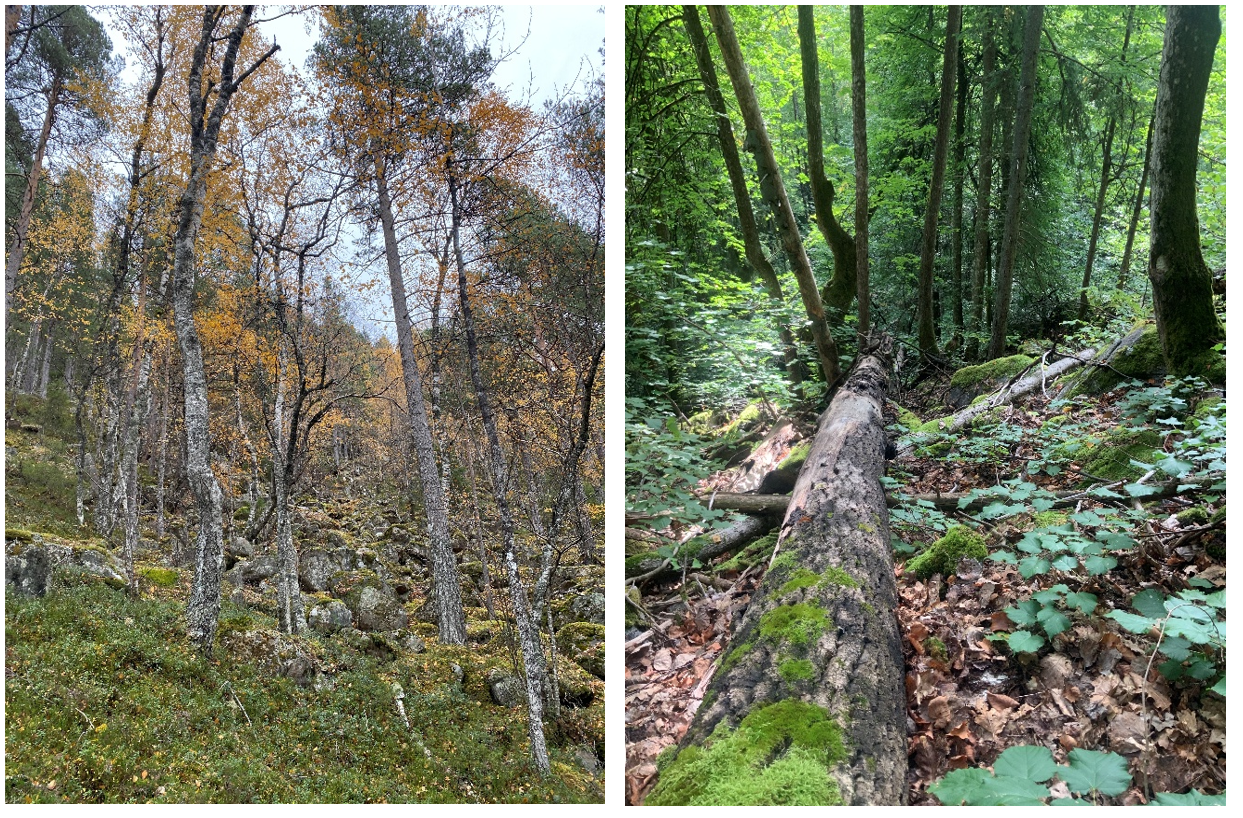 Utvidelse av Underforlii naturreservat til venstre og Morkheia naturreservat til høyre