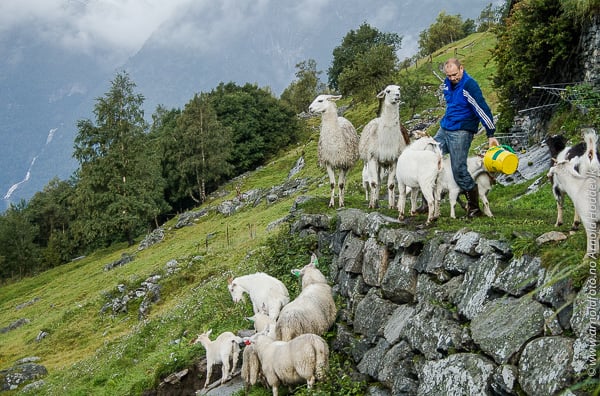 Geiter og Lama likar seg godt i bratte bakkar på Westerås