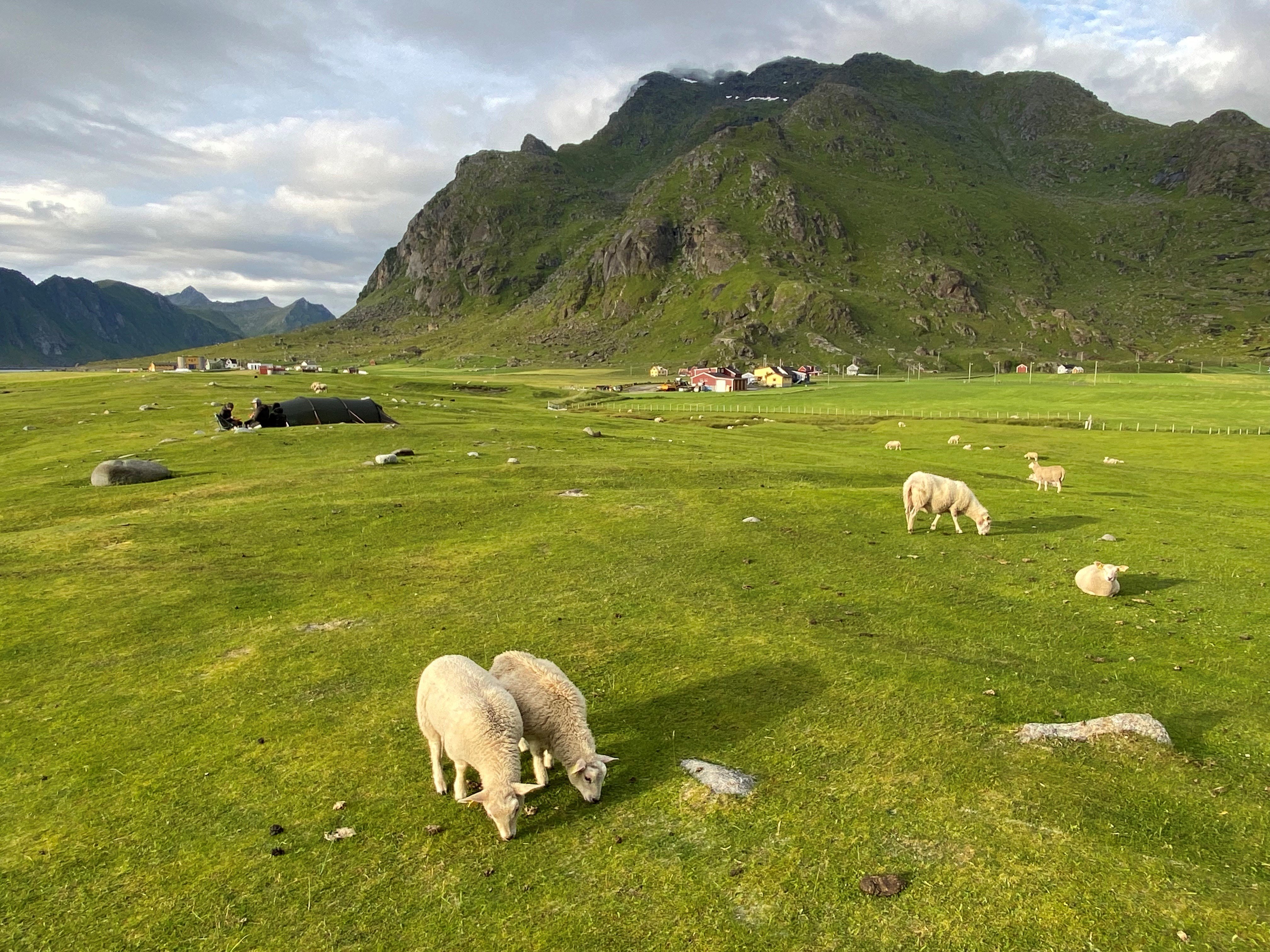 Sauer som beiter med fjell i bakgrunnen