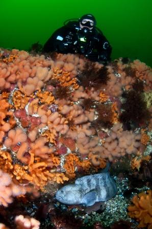 Anemoner, dødmannshånd, sjøpølser og steinbit i Saltstraumen. Foto: Lill Haugen